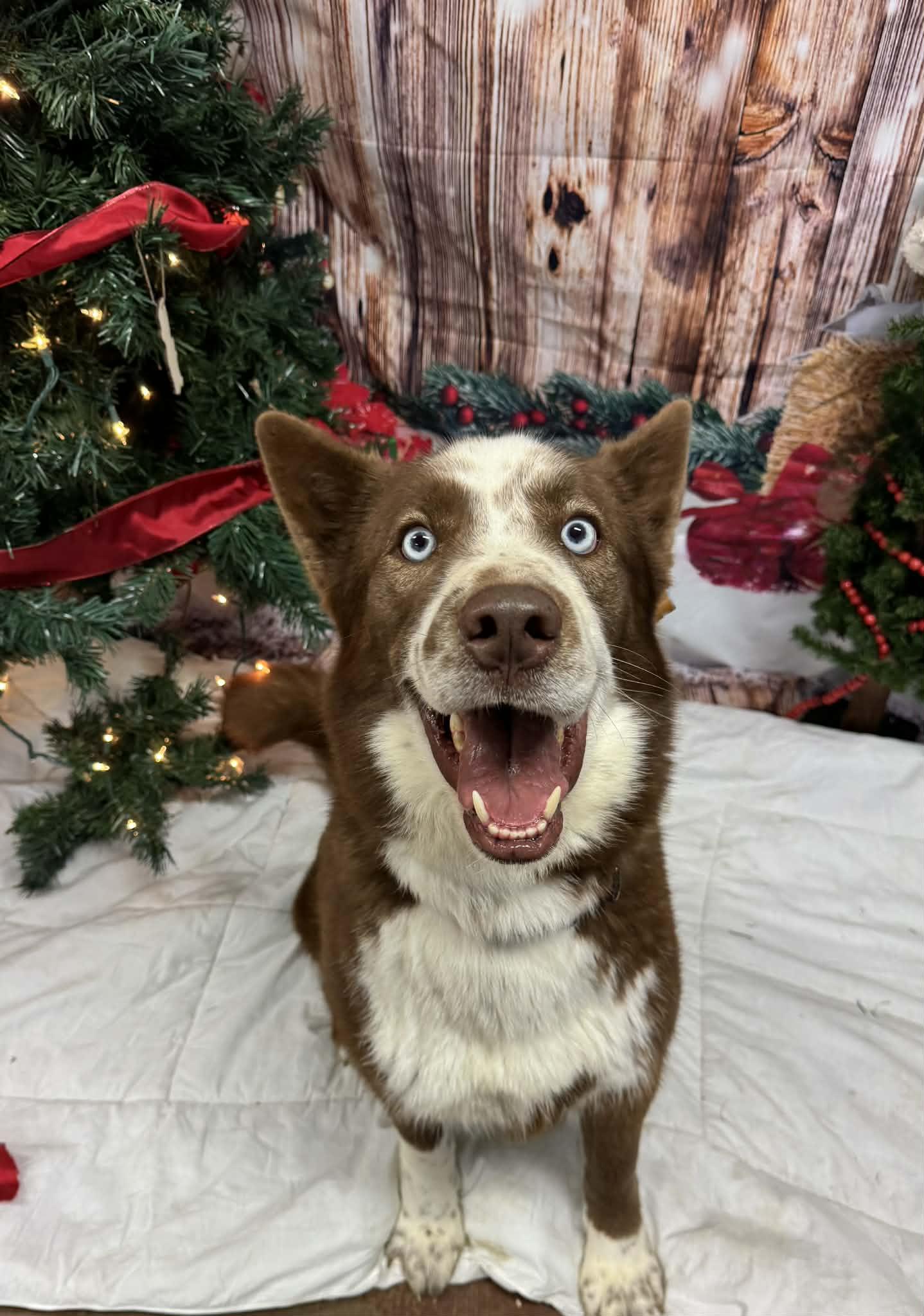 Ross, a Adoptable Husky in Shelbyville, KY image 5/5