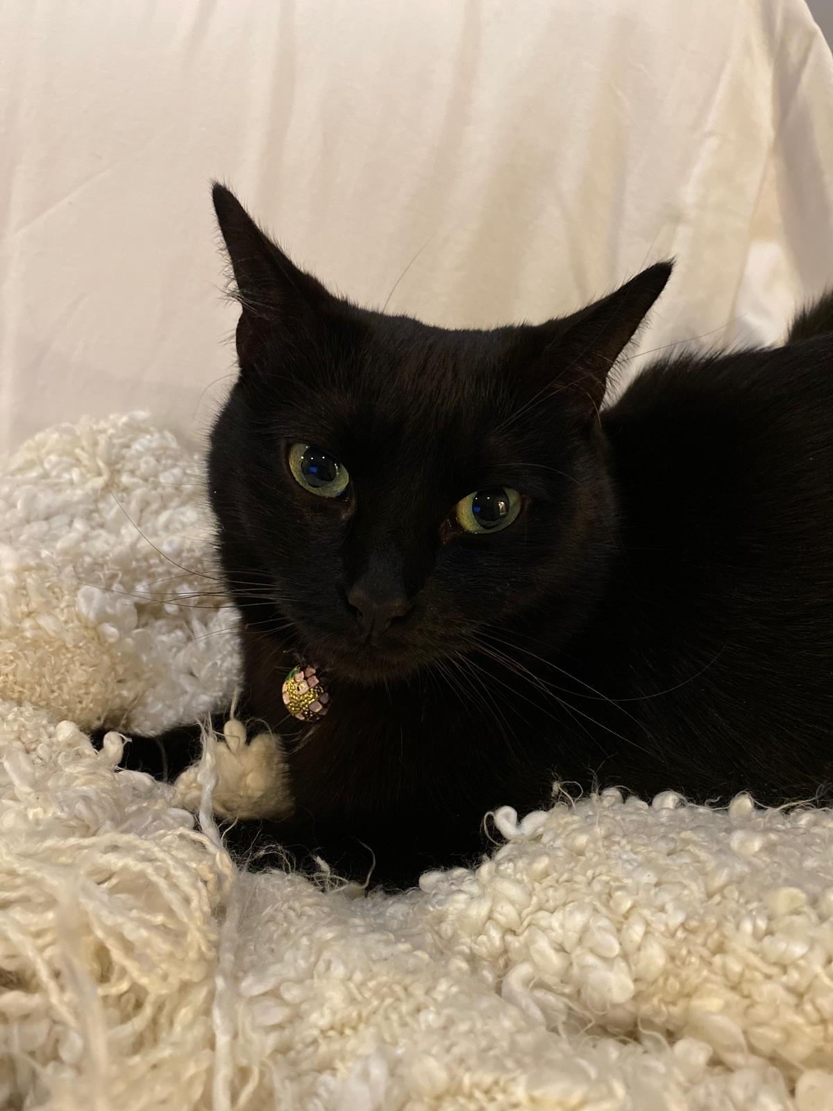 Roro (Rosalina), Adoptable, Senior Female Domestic Short Hair.