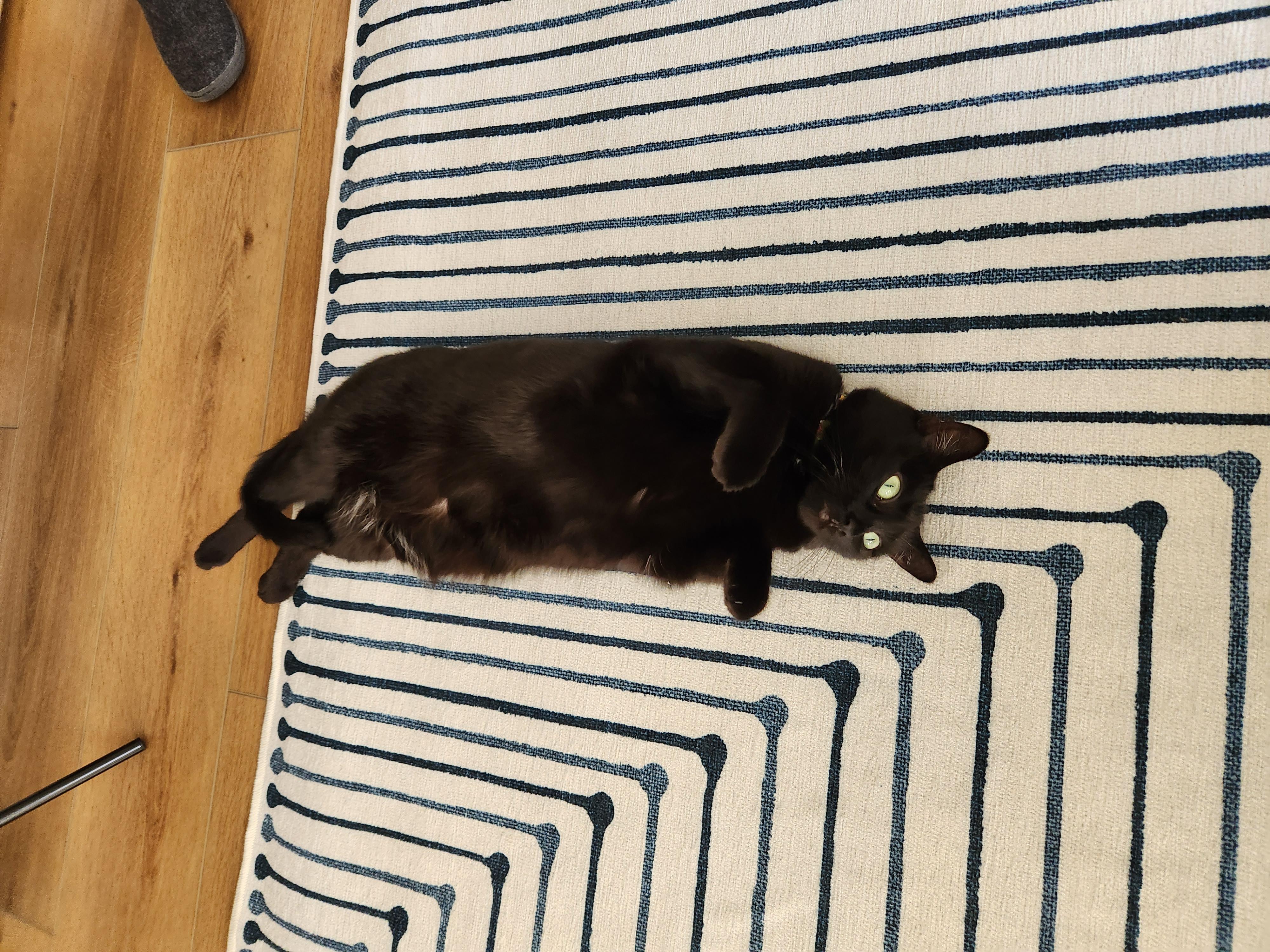 Enlarge Roro (Rosalina), a Adoptable Domestic Short Hair in Montclair, NJ image 2/4