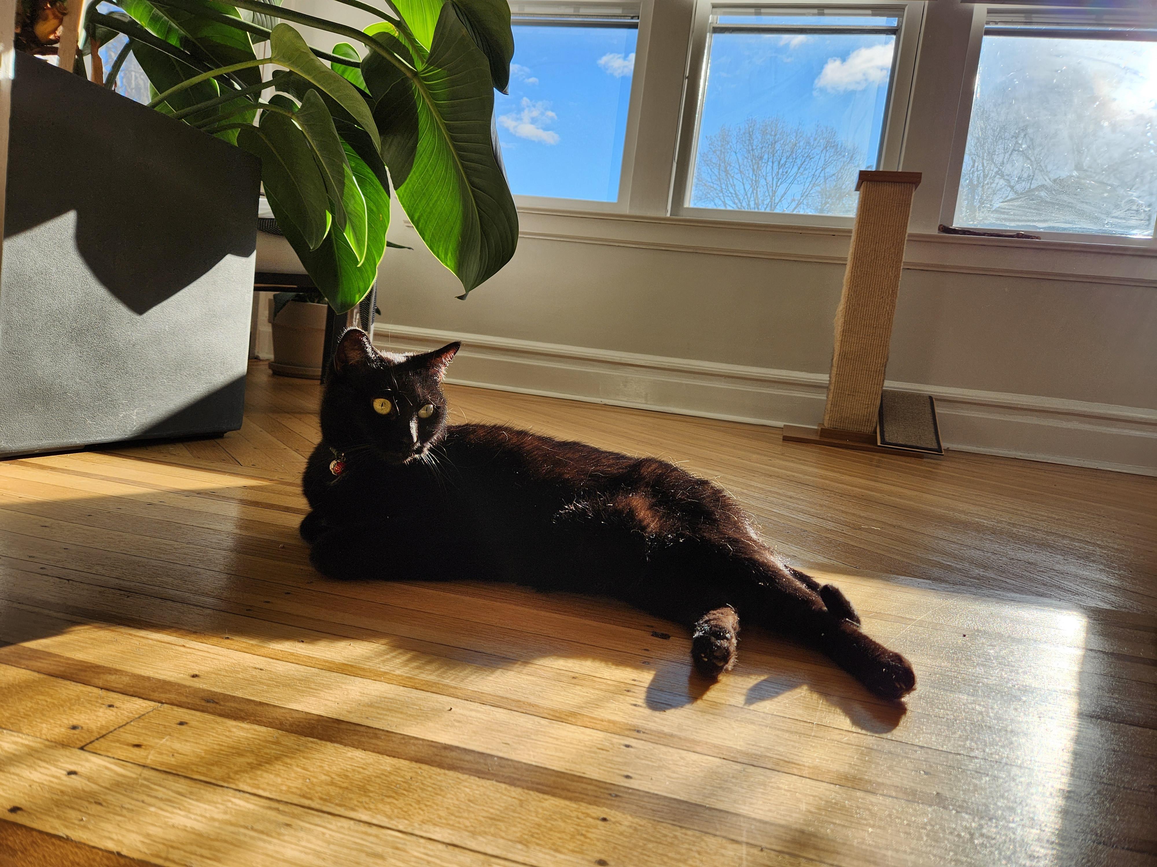 Enlarge Roro (Rosalina), a Adoptable Domestic Short Hair in Montclair, NJ image 3/4