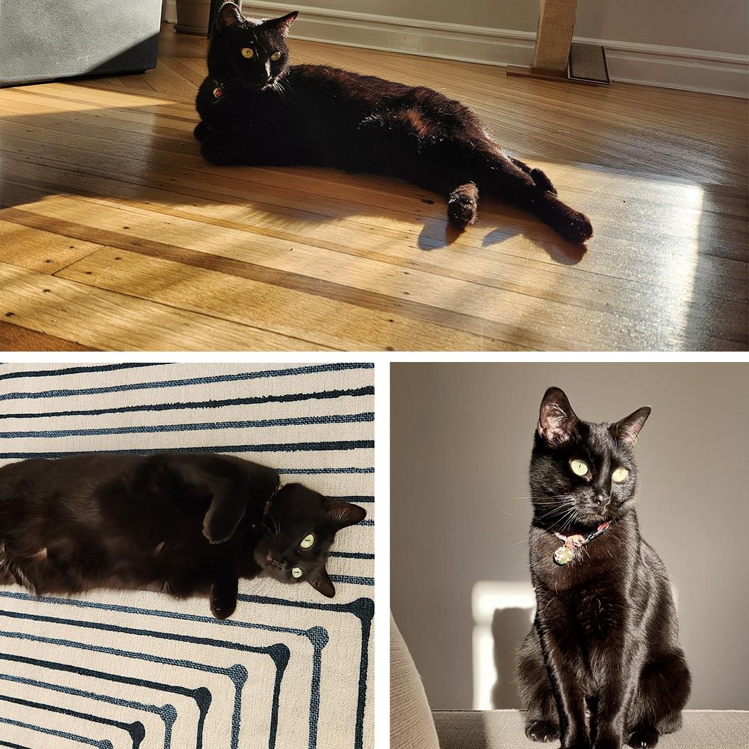 Enlarge Roro (Rosalina), a Adoptable Domestic Short Hair in Montclair, NJ image 4/4