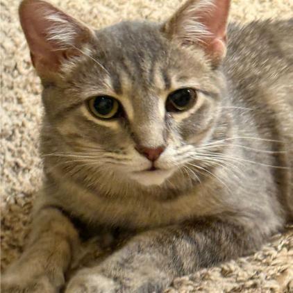 Katniss, Adoptable, Adult Female Domestic Short Hair.