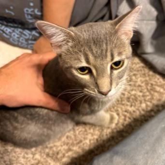 Enlarge Katniss, a Adoptable Domestic Short Hair in Tulsa, OK image 2/2