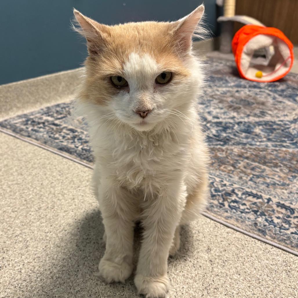 Oliver, Adoptable, Adult Male Domestic Medium Hair.