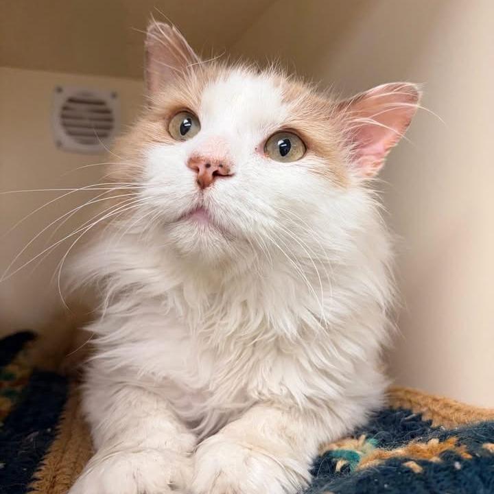 Enlarge Oliver, a Adoptable Domestic Medium Hair in Naperville, IL image 1/6