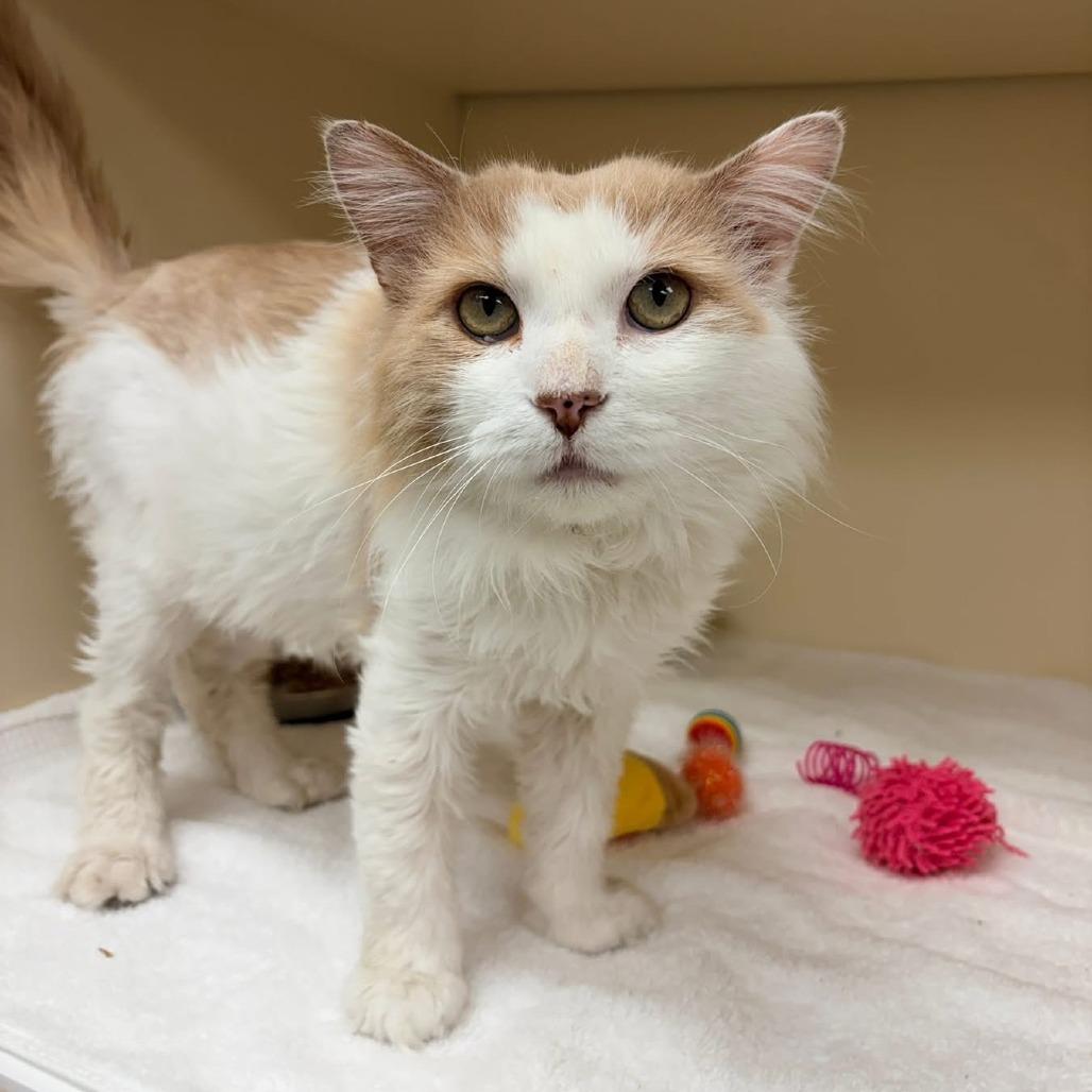 Enlarge Oliver, a Adoptable Domestic Medium Hair in Naperville, IL image 2/6