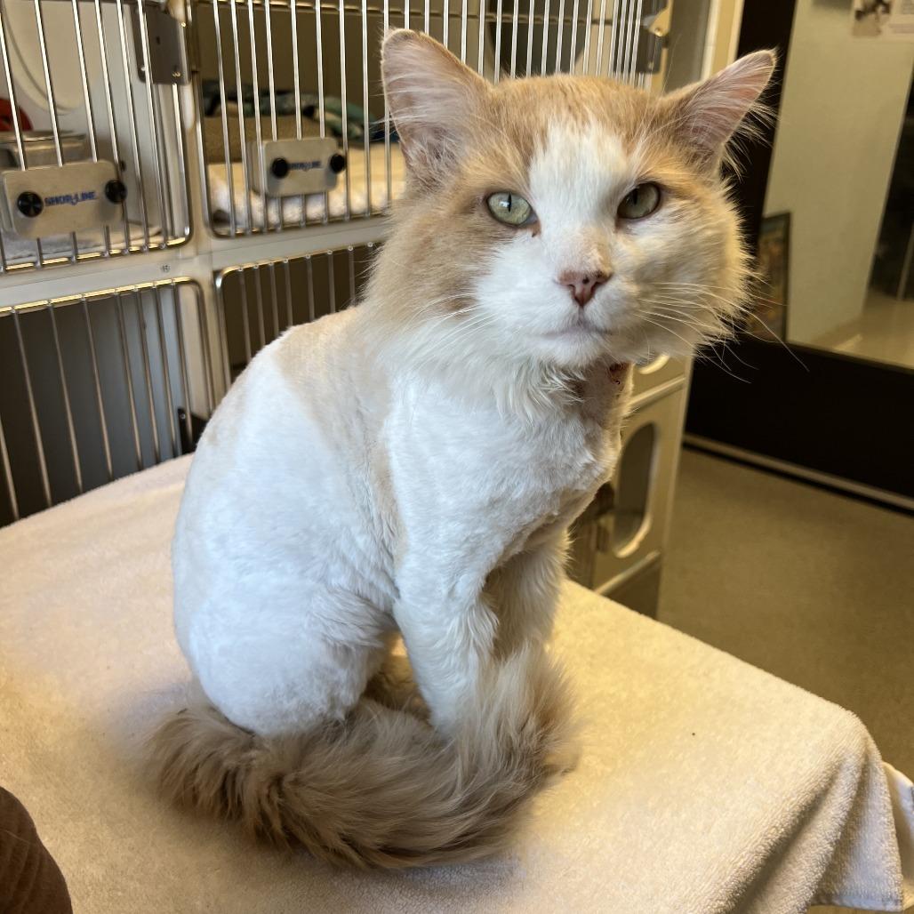 Enlarge Oliver, a Adoptable Domestic Medium Hair in Naperville, IL image 3/6
