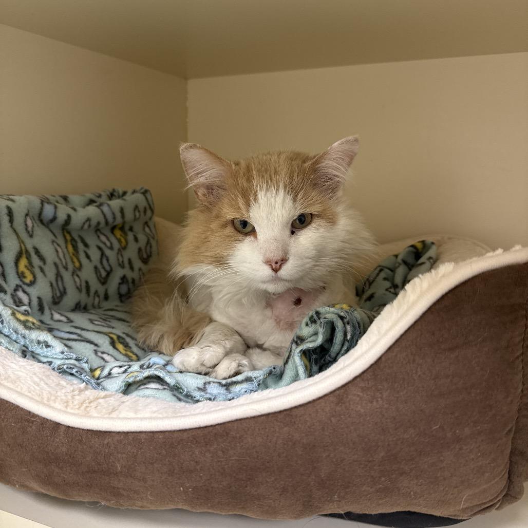 Enlarge Oliver, a Adoptable Domestic Medium Hair in Naperville, IL image 4/6