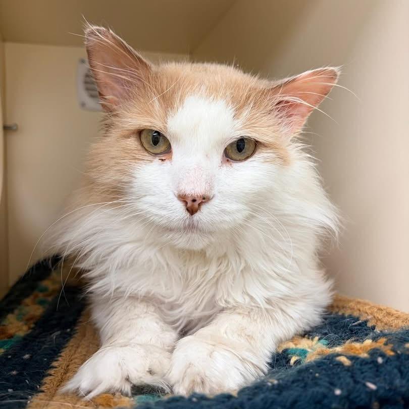 Enlarge Oliver, a Adoptable Domestic Medium Hair in Naperville, IL image 5/6