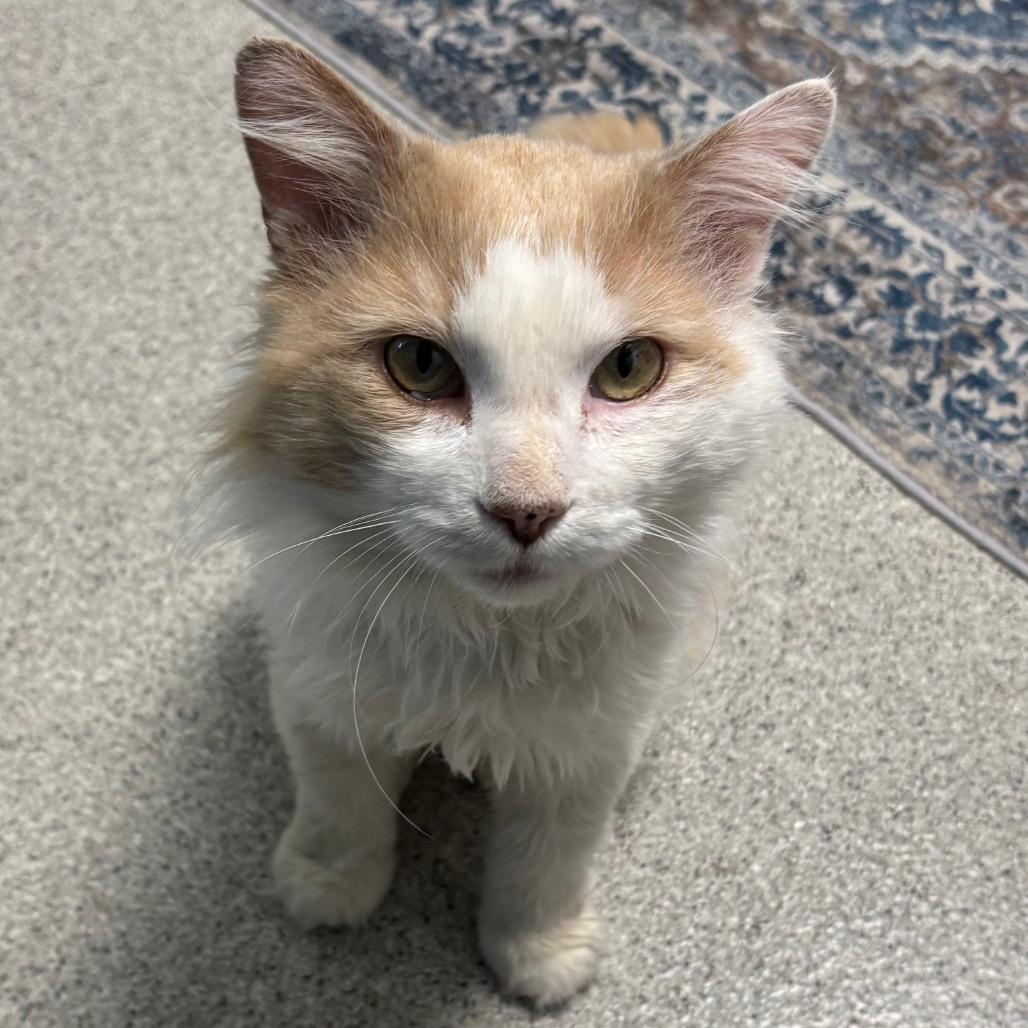 Enlarge Oliver, a Adoptable Domestic Medium Hair in Naperville, IL image 6/6