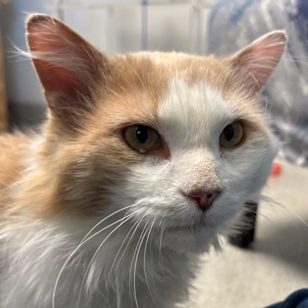 Oliver, a Adoptable Domestic Medium Hair in Naperville, IL image 6/6