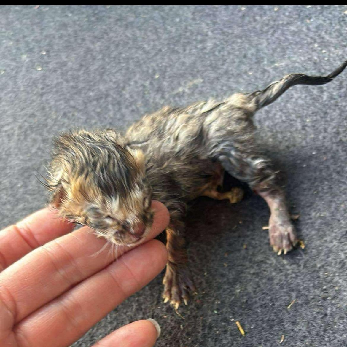 Tyson, Adoptable, Young Male Domestic Short Hair.