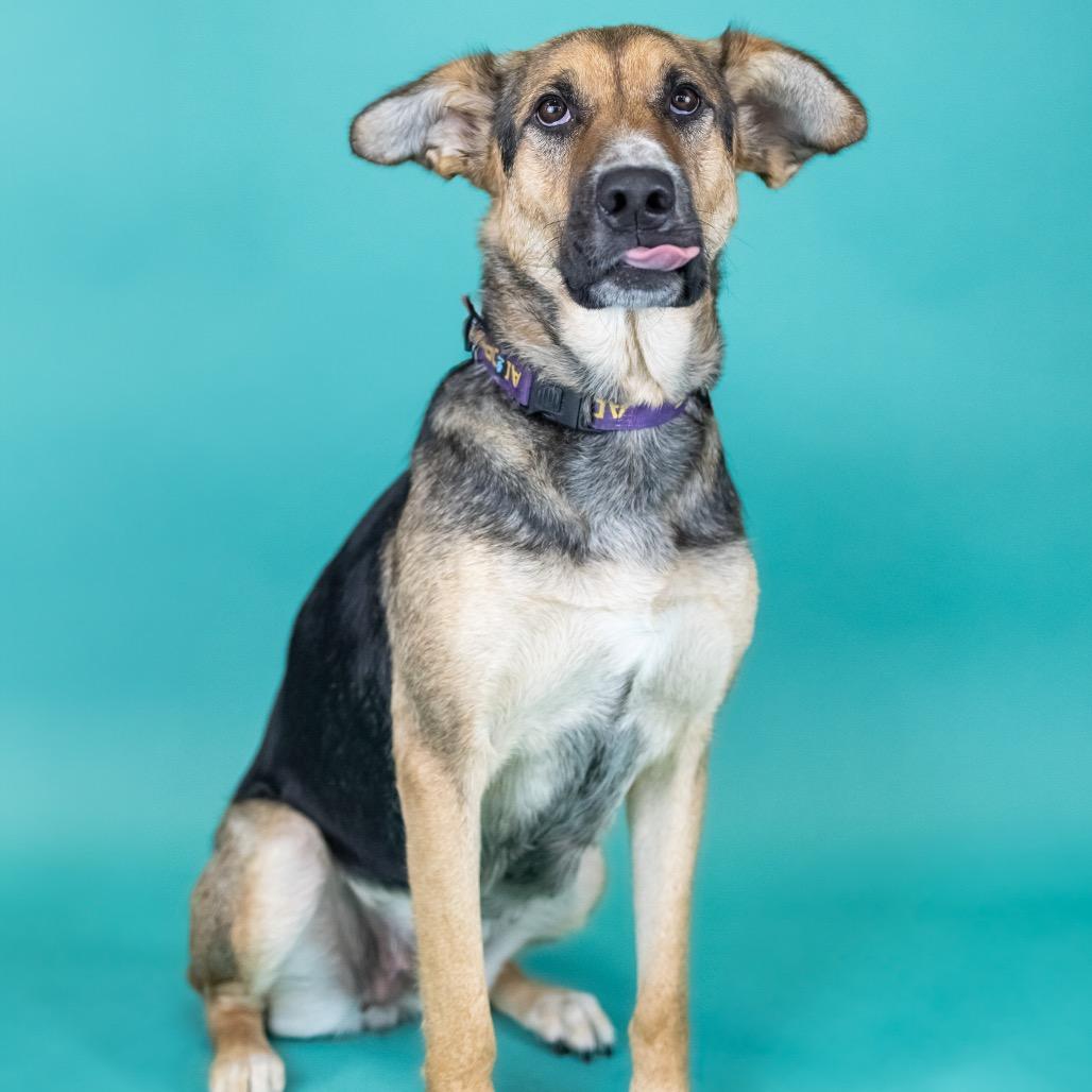 Shandy, Adoptable, Adult Female German Shepherd Dog & Mixed Breed.