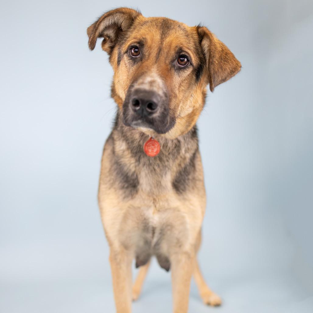 Shandy, Adoptable, Adult Female German Shepherd Dog & Mixed Breed.