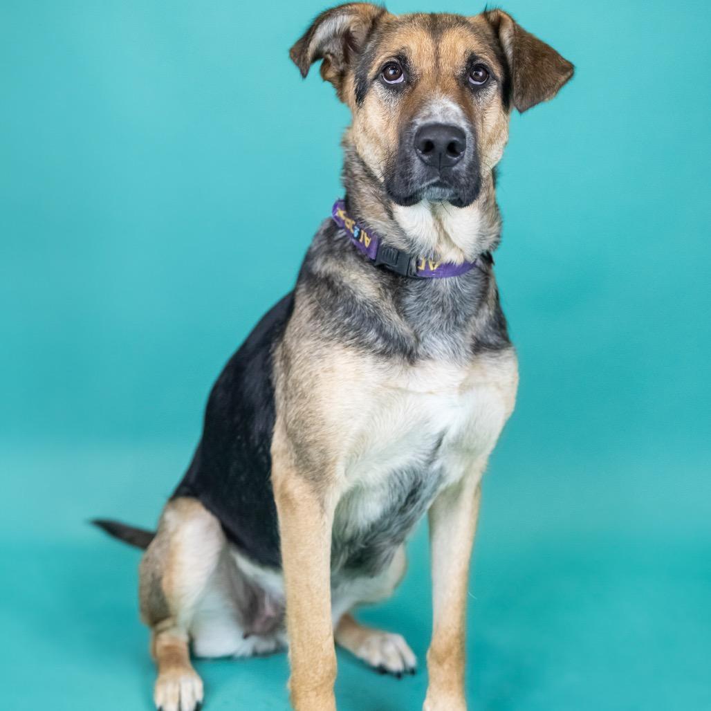 Enlarge Shandy, a Adoptable mixed breed in Portland, OR image 3/3