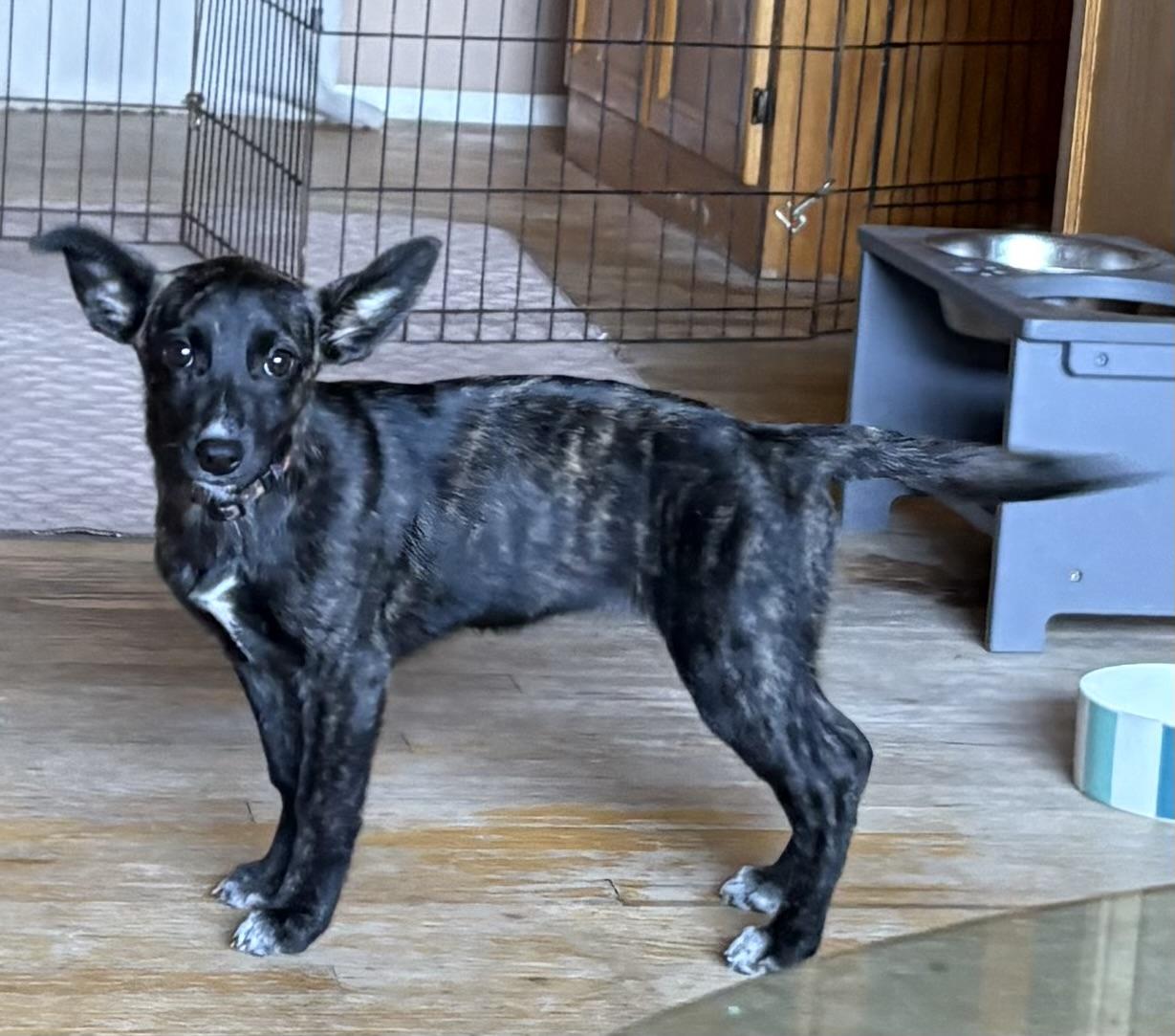 Enlarge Sydney, an adopted mixed breed in Concord, CA image 2/4