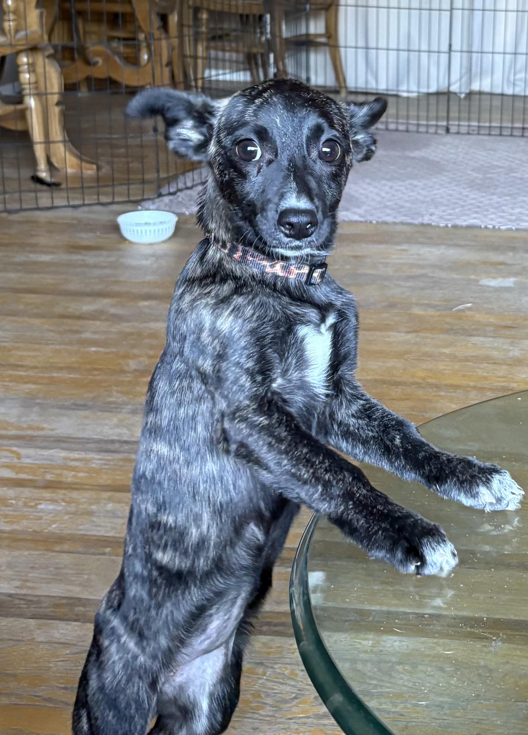 Enlarge Sydney, an adopted mixed breed in Concord, CA image 3/4