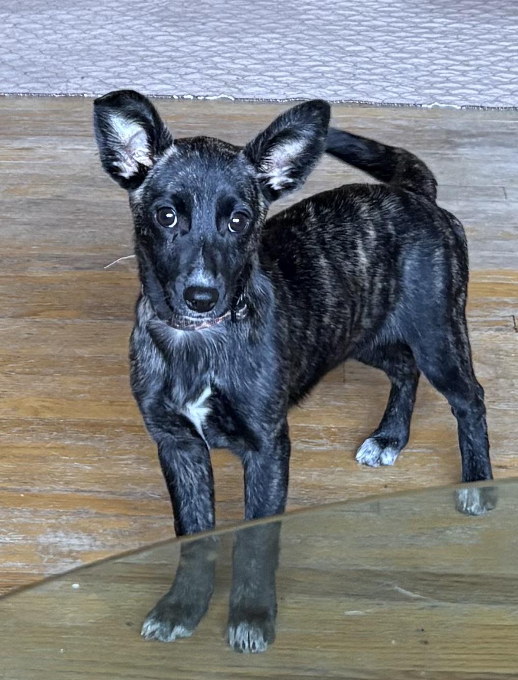 Enlarge Sydney, an adopted mixed breed in Concord, CA image 1/4