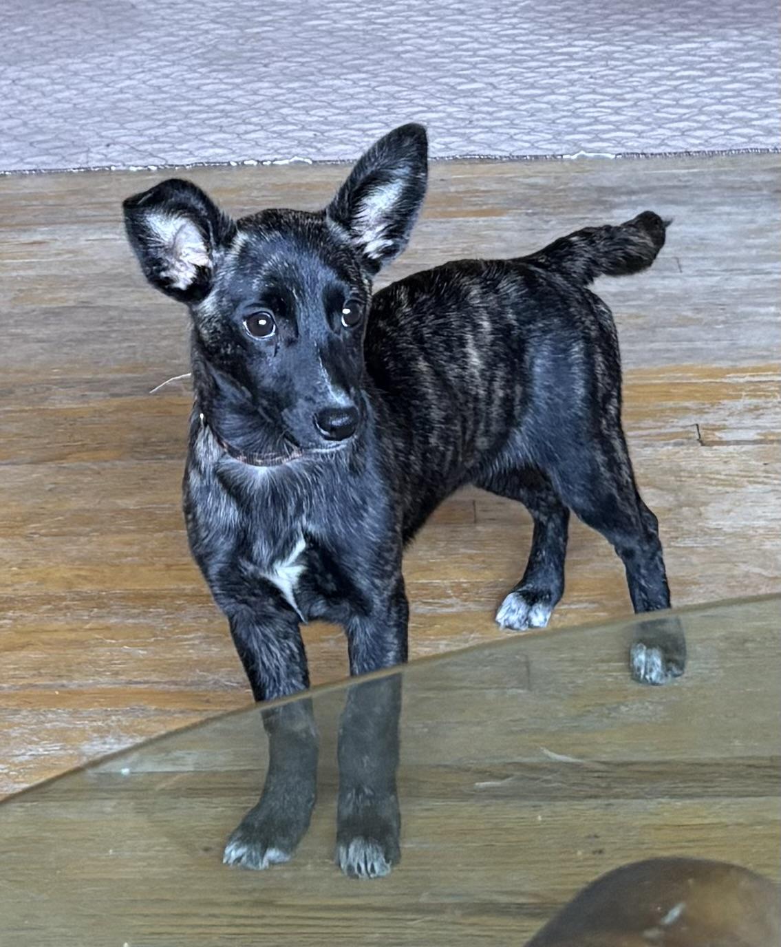 Enlarge Sydney, an adopted mixed breed in Concord, CA image 4/4