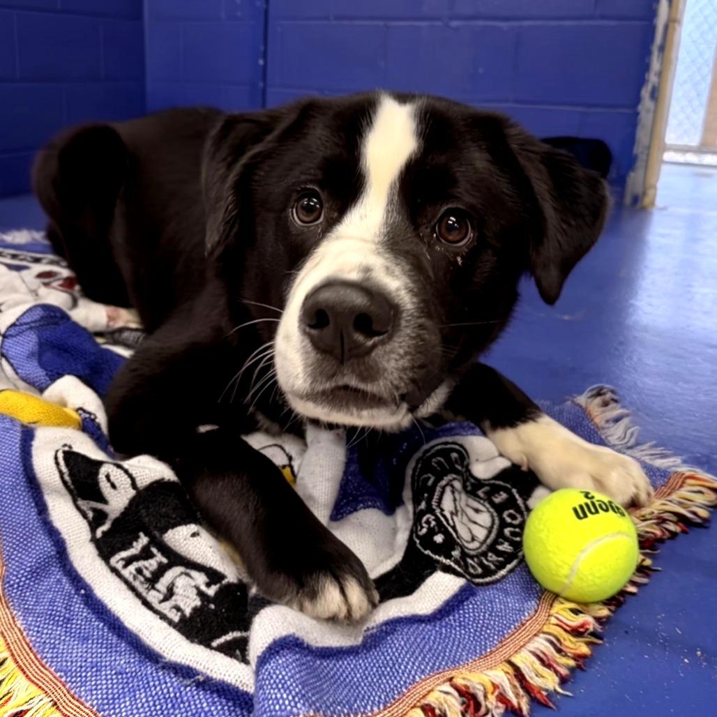 CT Patton, a Adoptable mixed breed in Eastford, CT image 1/5