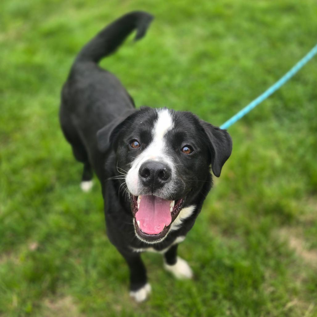 CT Patton, a Adoptable mixed breed in Eastford, CT image 2/5