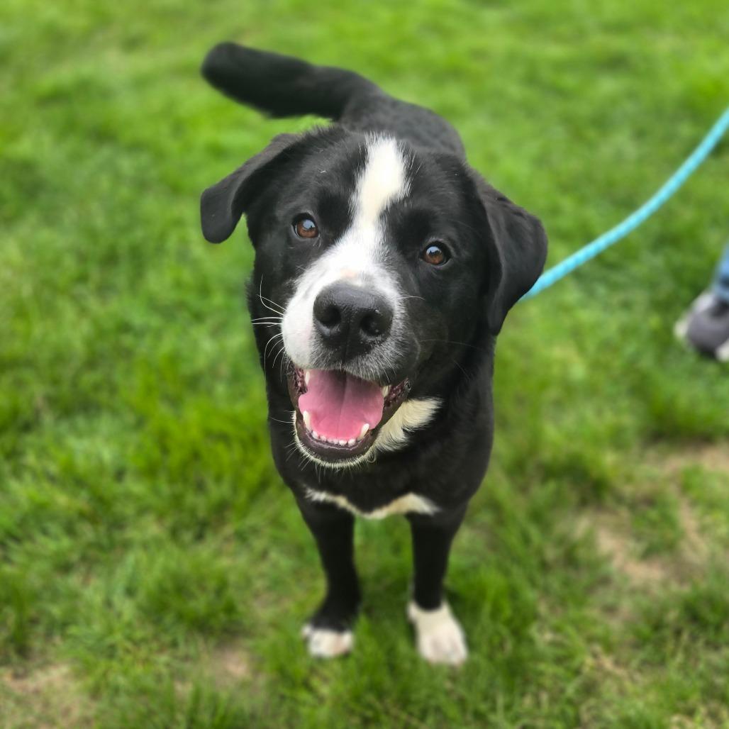 CT Patton, a Adoptable mixed breed in Eastford, CT image 3/5