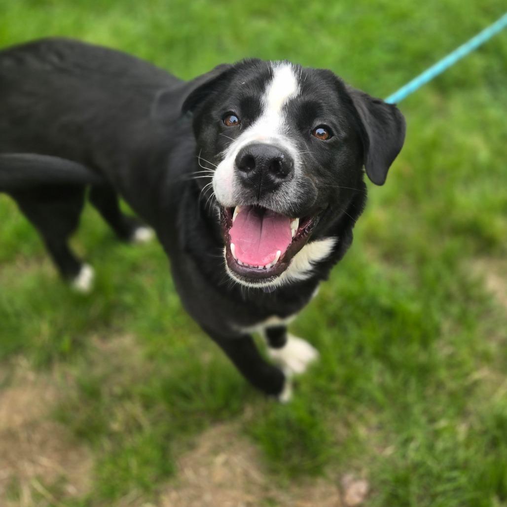 CT Patton, a Adoptable mixed breed in Eastford, CT image 4/5