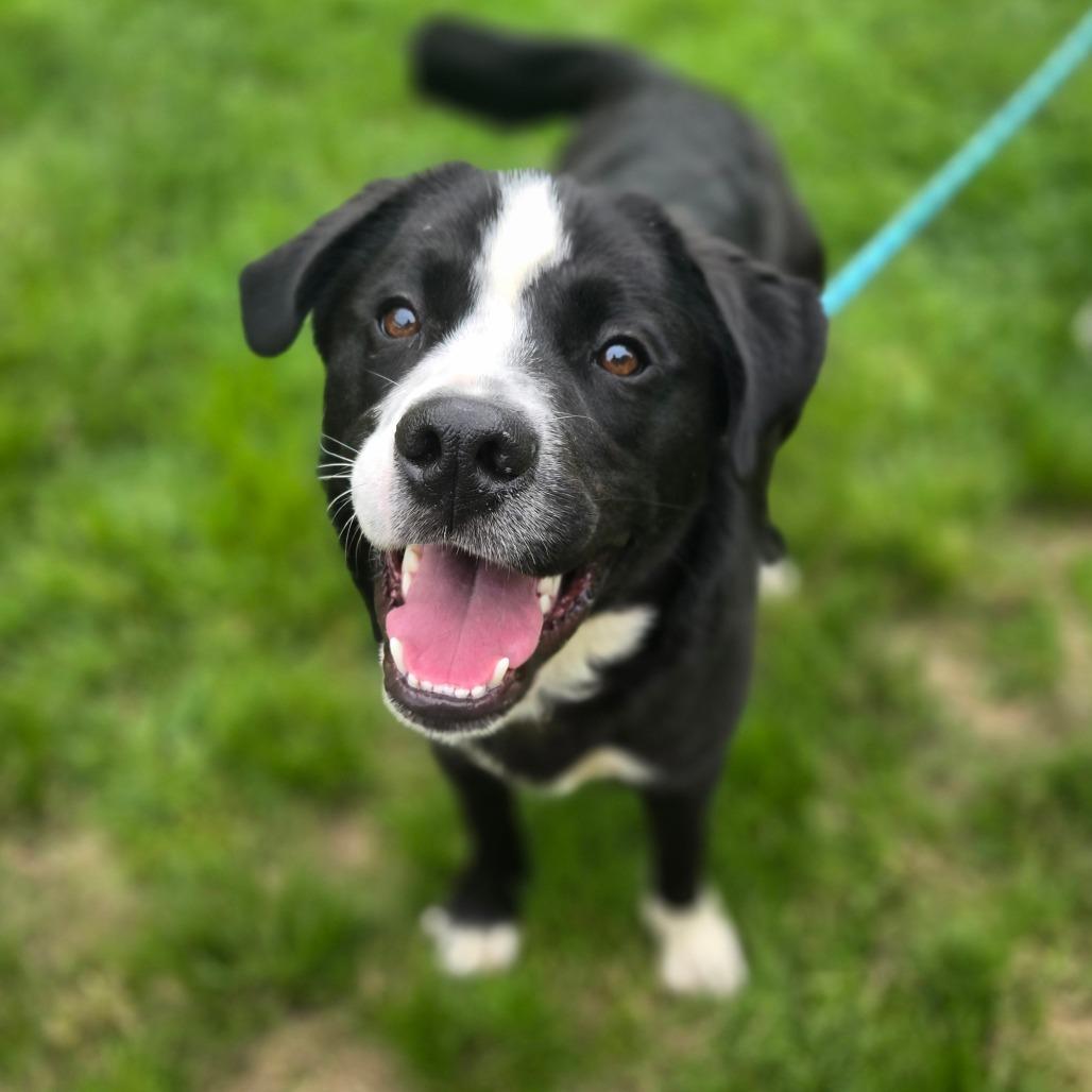 CT Patton, a Adoptable mixed breed in Eastford, CT image 5/5