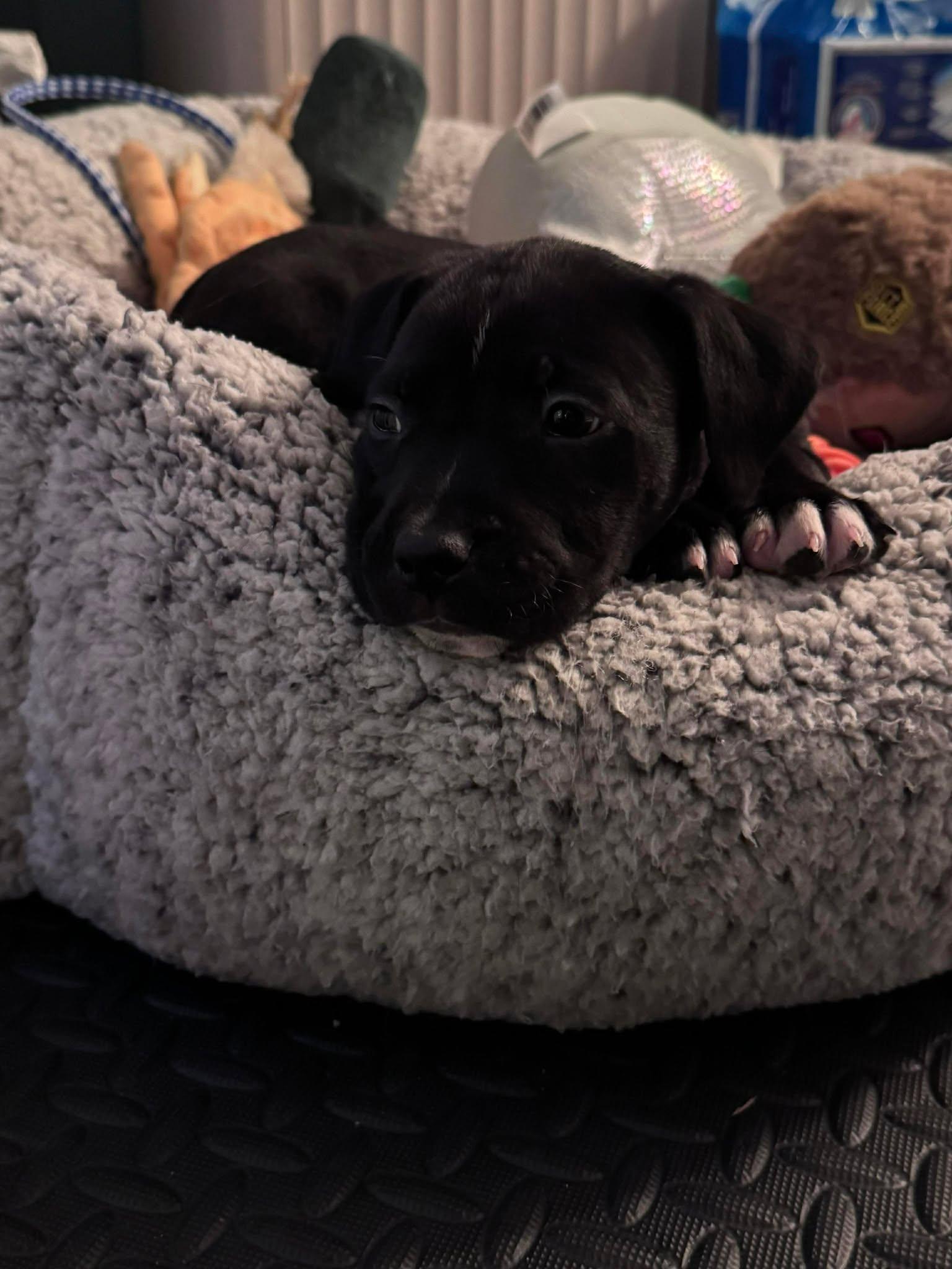 Figgy, ADOPTABLE, Puppy Male Mixed Breed.