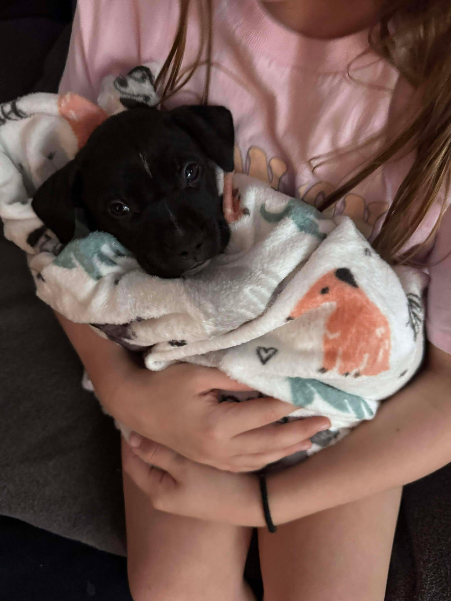 Enlarge Figgy, a ADOPTABLE mixed breed in St. Clairsville, OH image 2/3