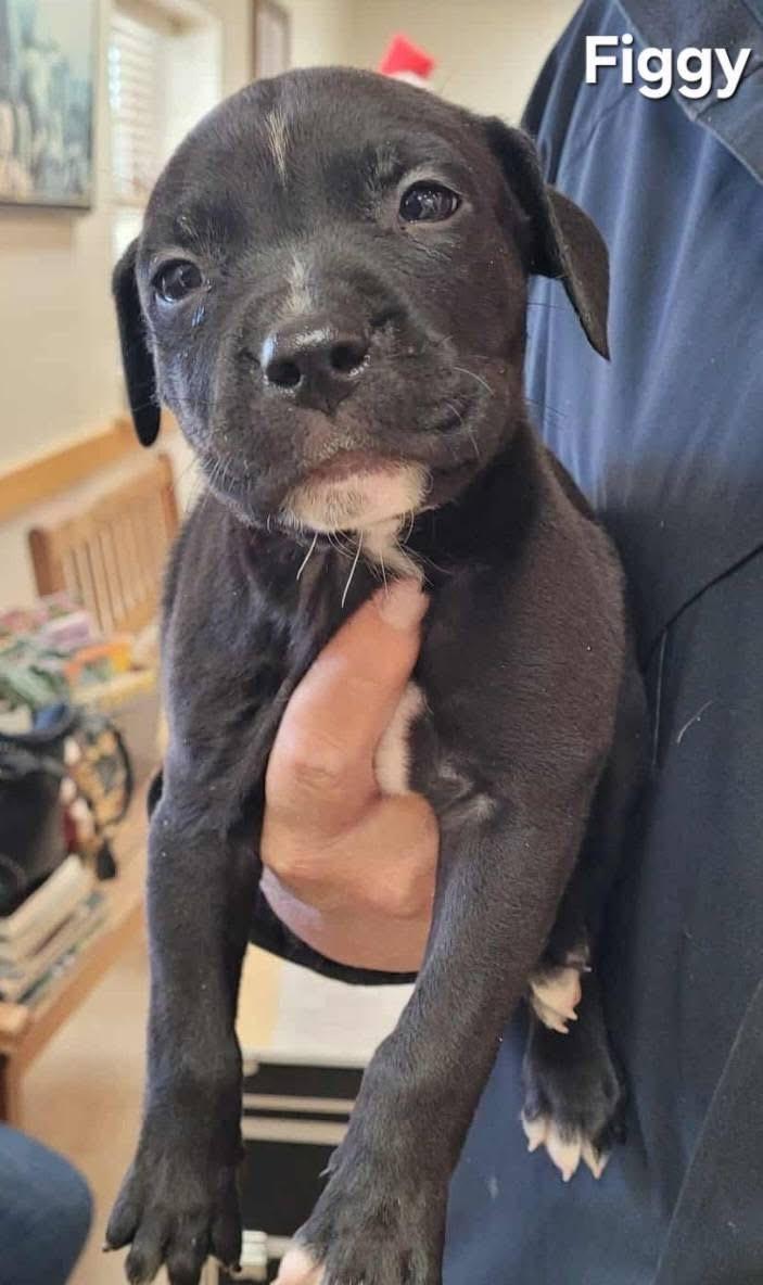 Enlarge Figgy, a ADOPTABLE mixed breed in St. Clairsville, OH image 3/3