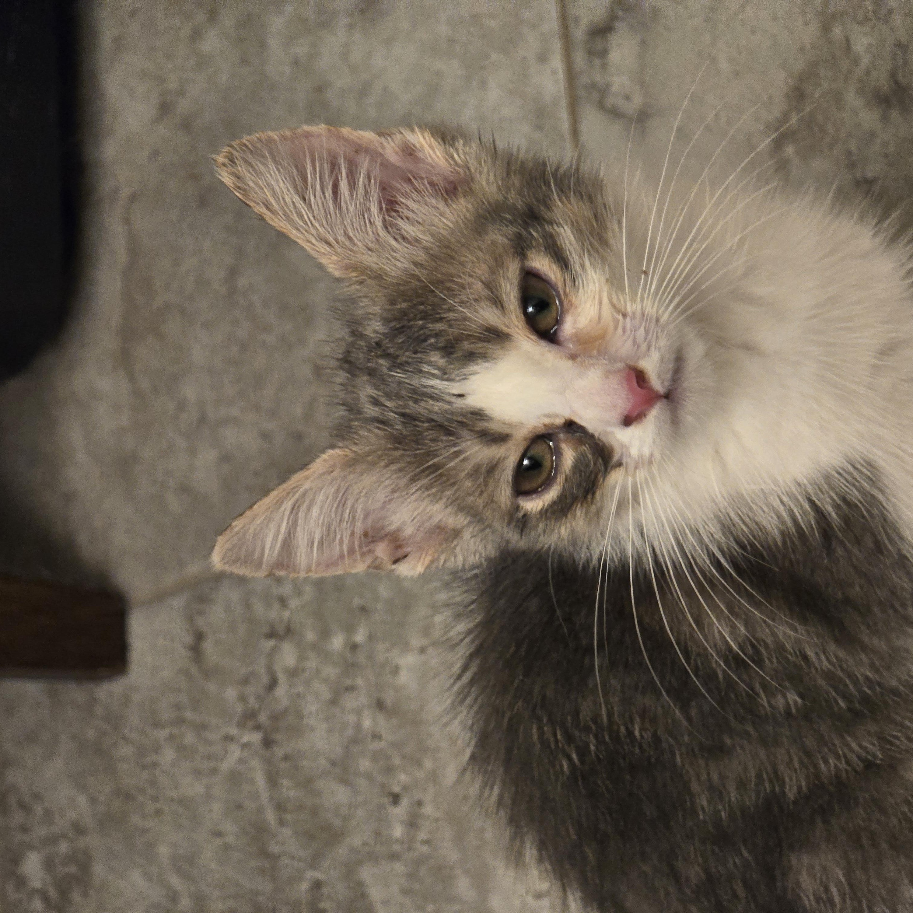 Azlan OR14008-T, a Adoptable mixed breed in Beaverton, OR image 2/4