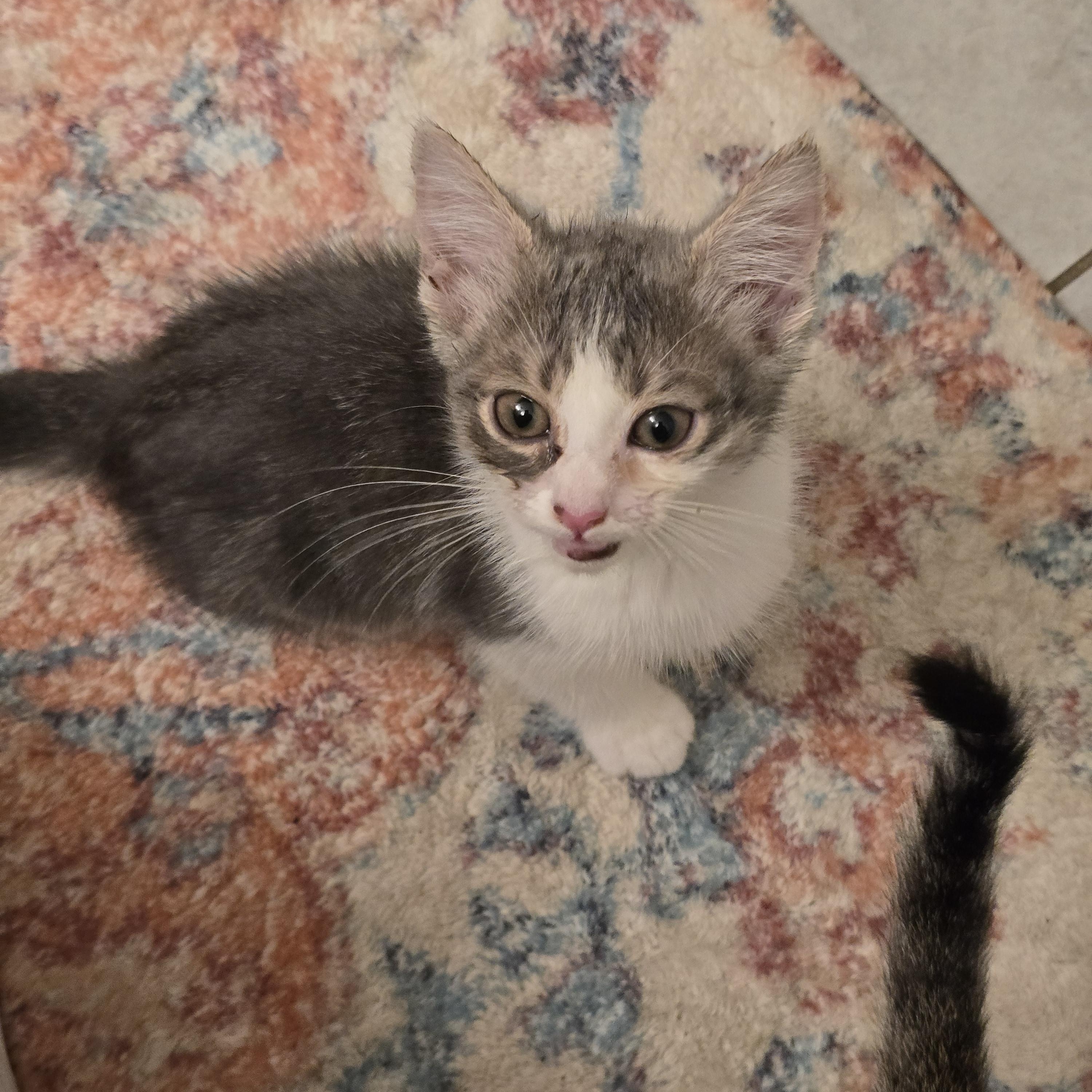 Azlan OR14008-T, Adoptable, Kitten Female Domestic Short Hair & Tabby.