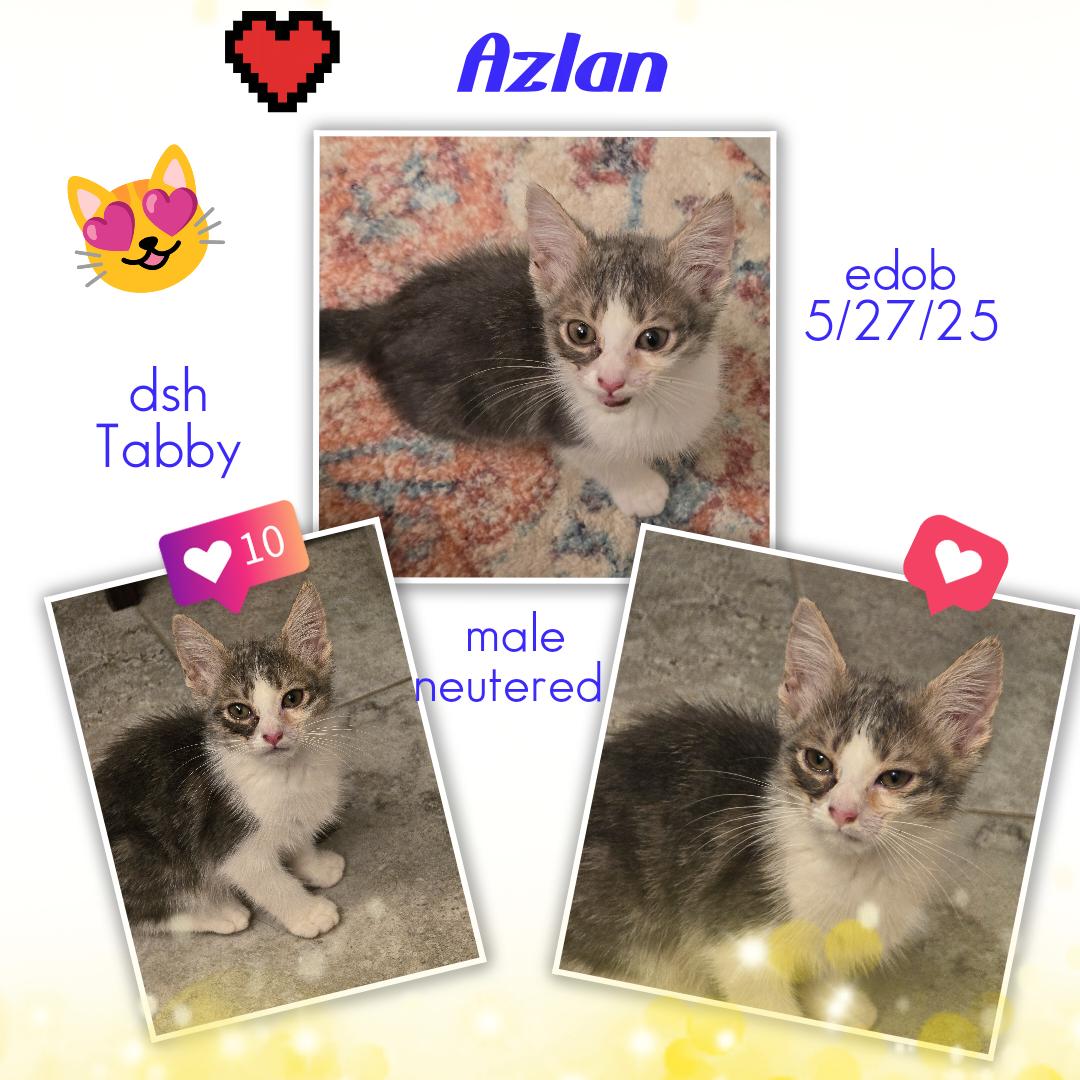Azlan OR14008-T, a Adoptable mixed breed in Beaverton, OR image 3/4