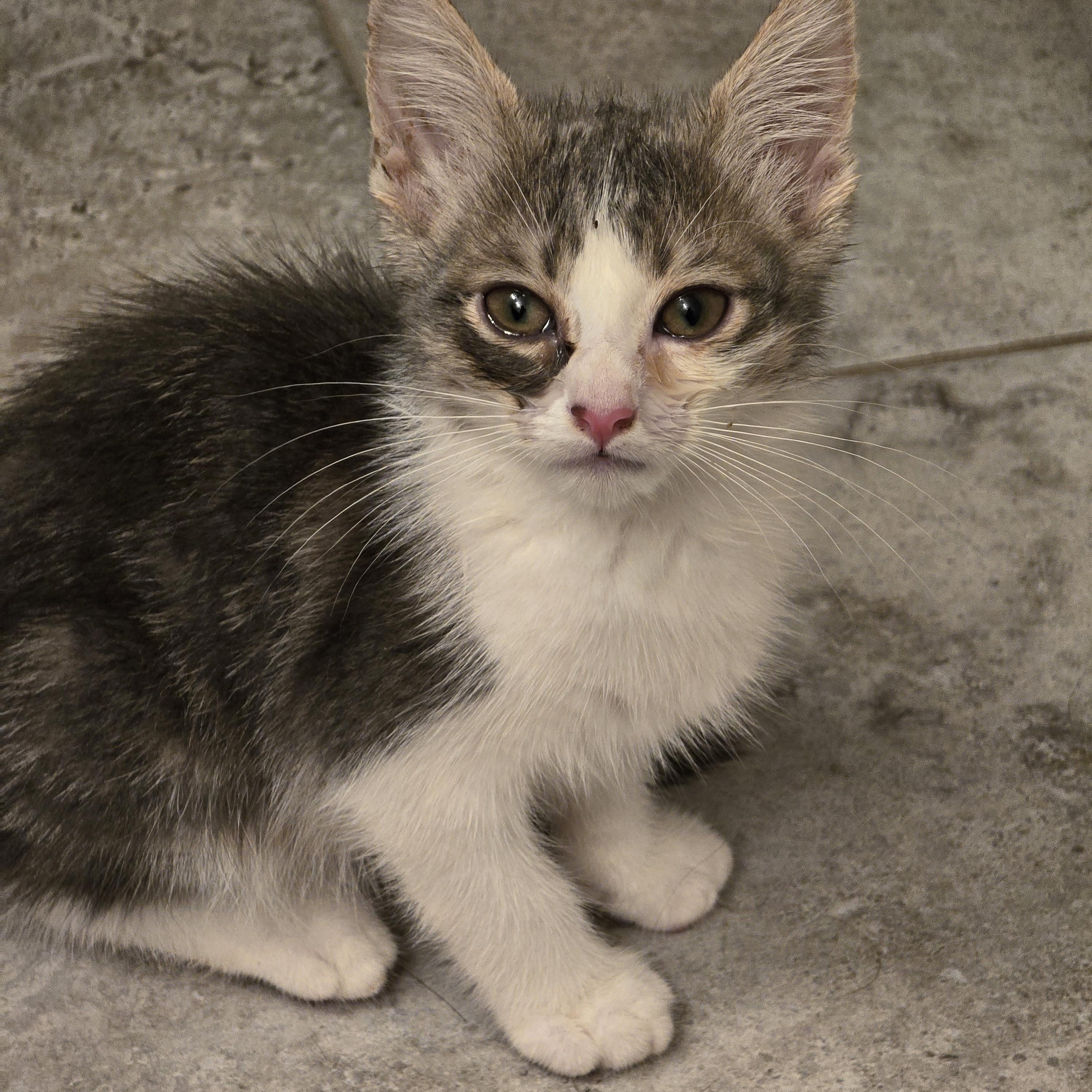 Azlan OR14008-T, a Adoptable mixed breed in Beaverton, OR image 4/4