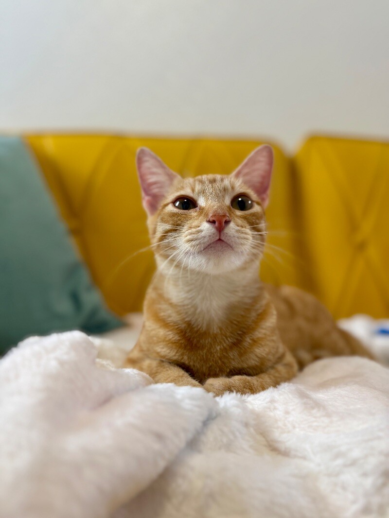 Cat for adoption Lily Blossom, a Tabby & Domestic Short Hair Mix in