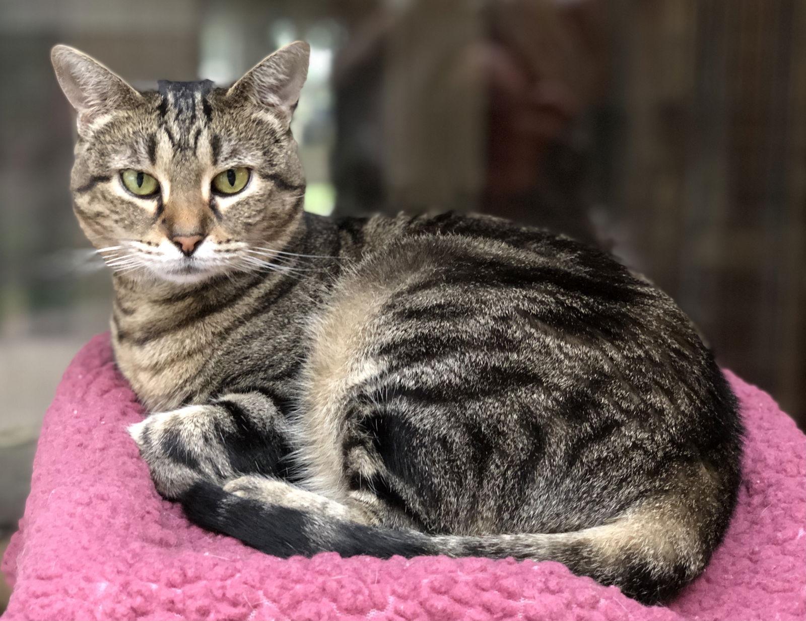 Bast, Adoptable, Adult Female Domestic Short Hair & Tabby.