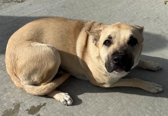 Enlarge CAROL, a Adoptable Carolina Dog in Lancaster, CA image 1/1