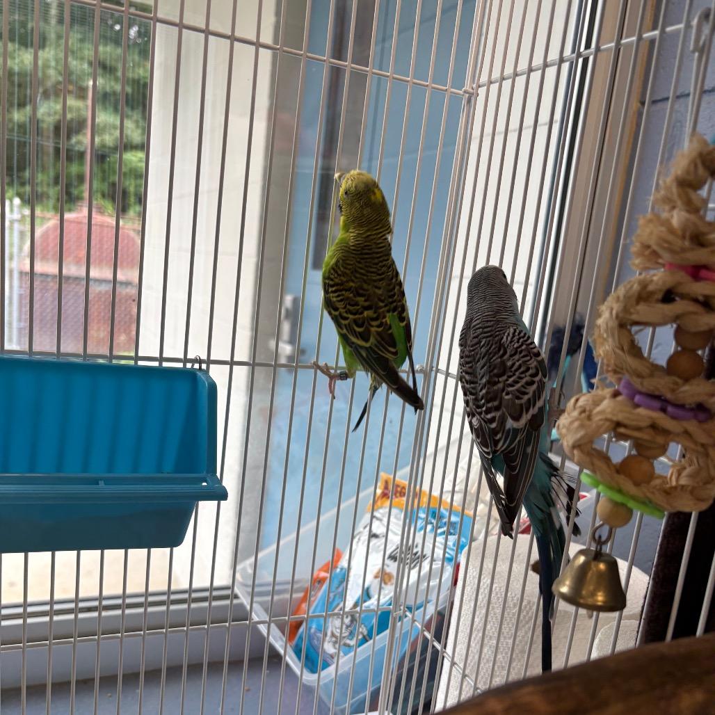 Enlarge Hawk, a Adoptable Parakeet (Other) in Brockton, MA image 1/4