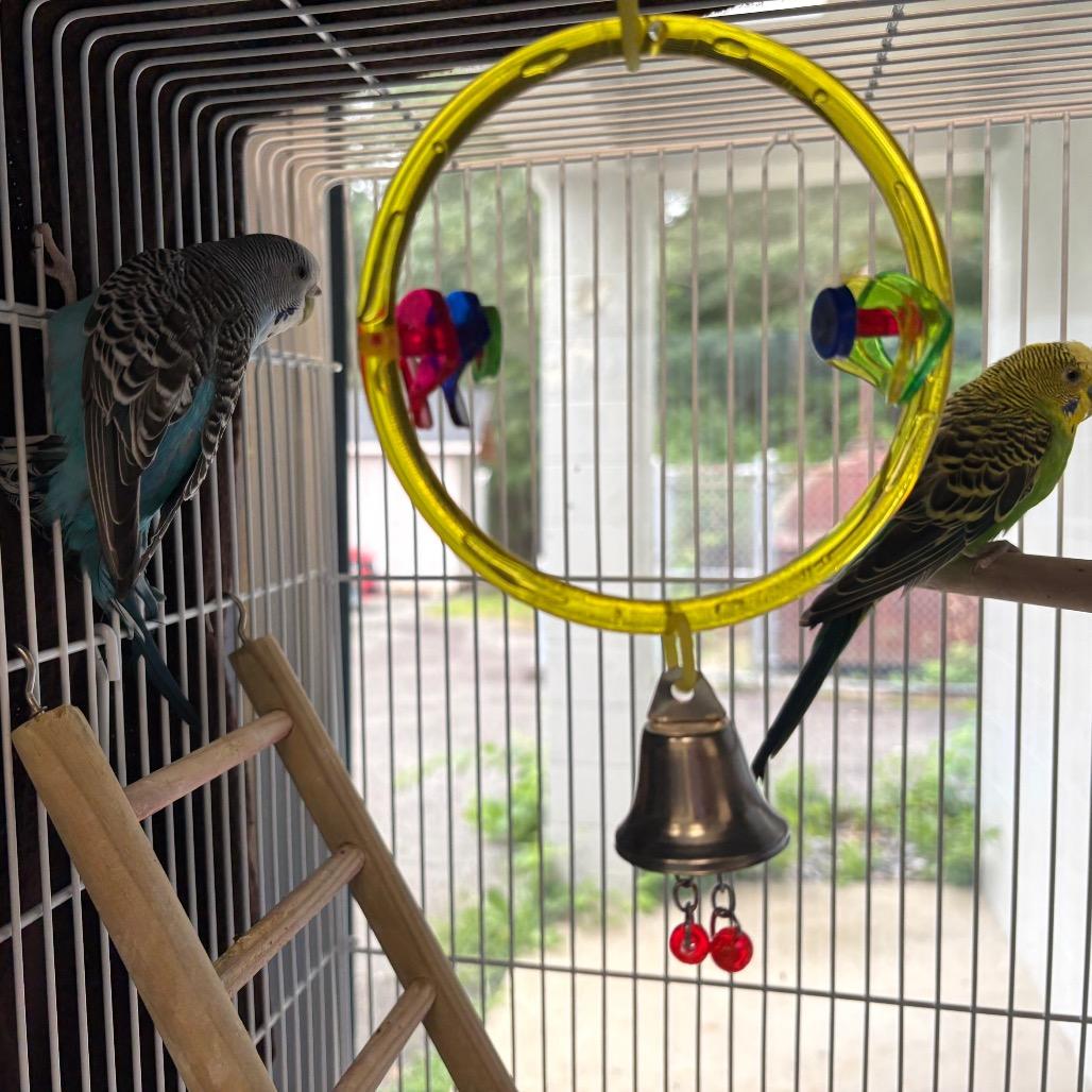Enlarge Hawk, a Adoptable Parakeet (Other) in Brockton, MA image 2/4