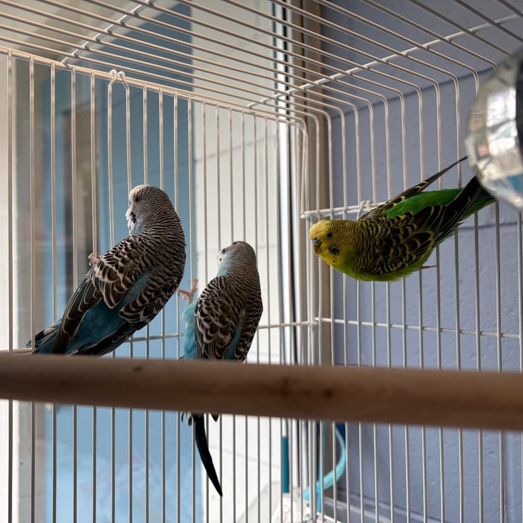 Enlarge Hawk, a Adoptable Parakeet (Other) in Brockton, MA image 3/4