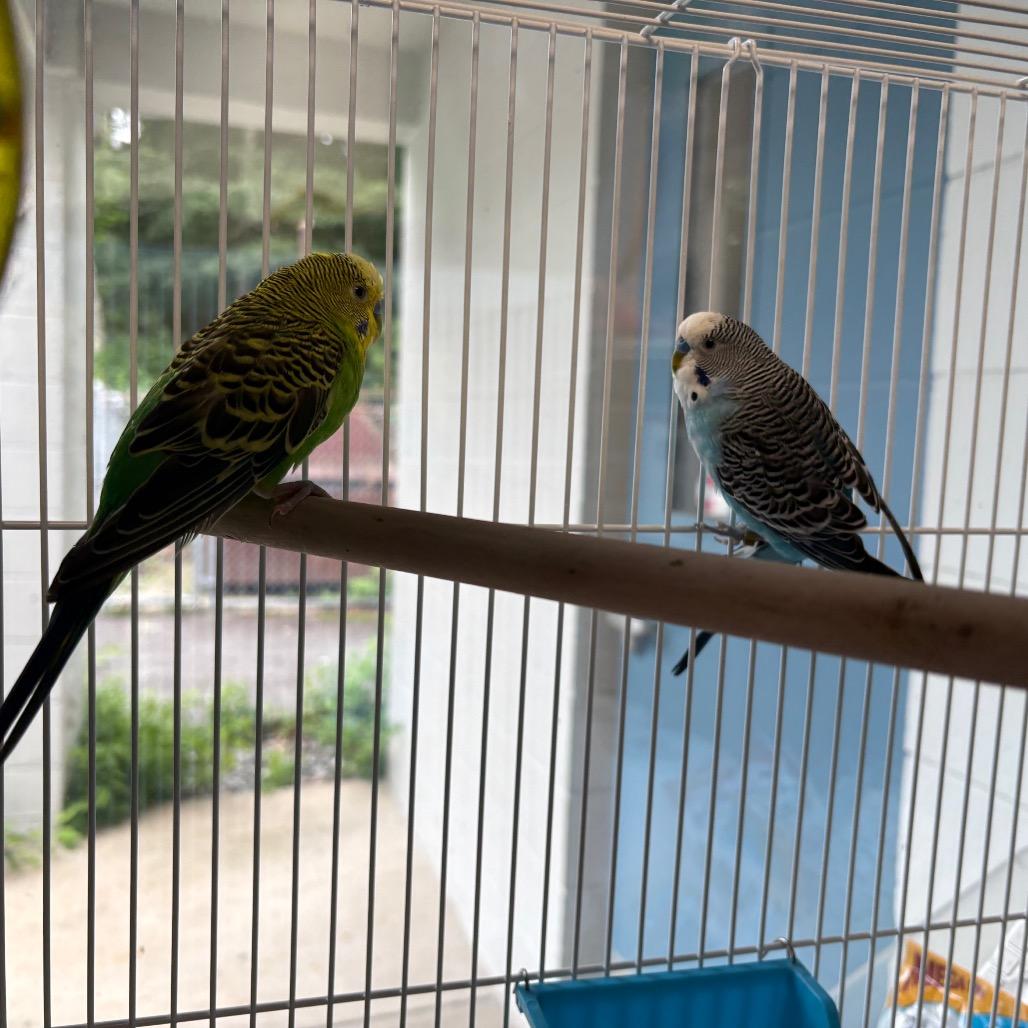 Enlarge Hawk, a Adoptable Parakeet (Other) in Brockton, MA image 4/4