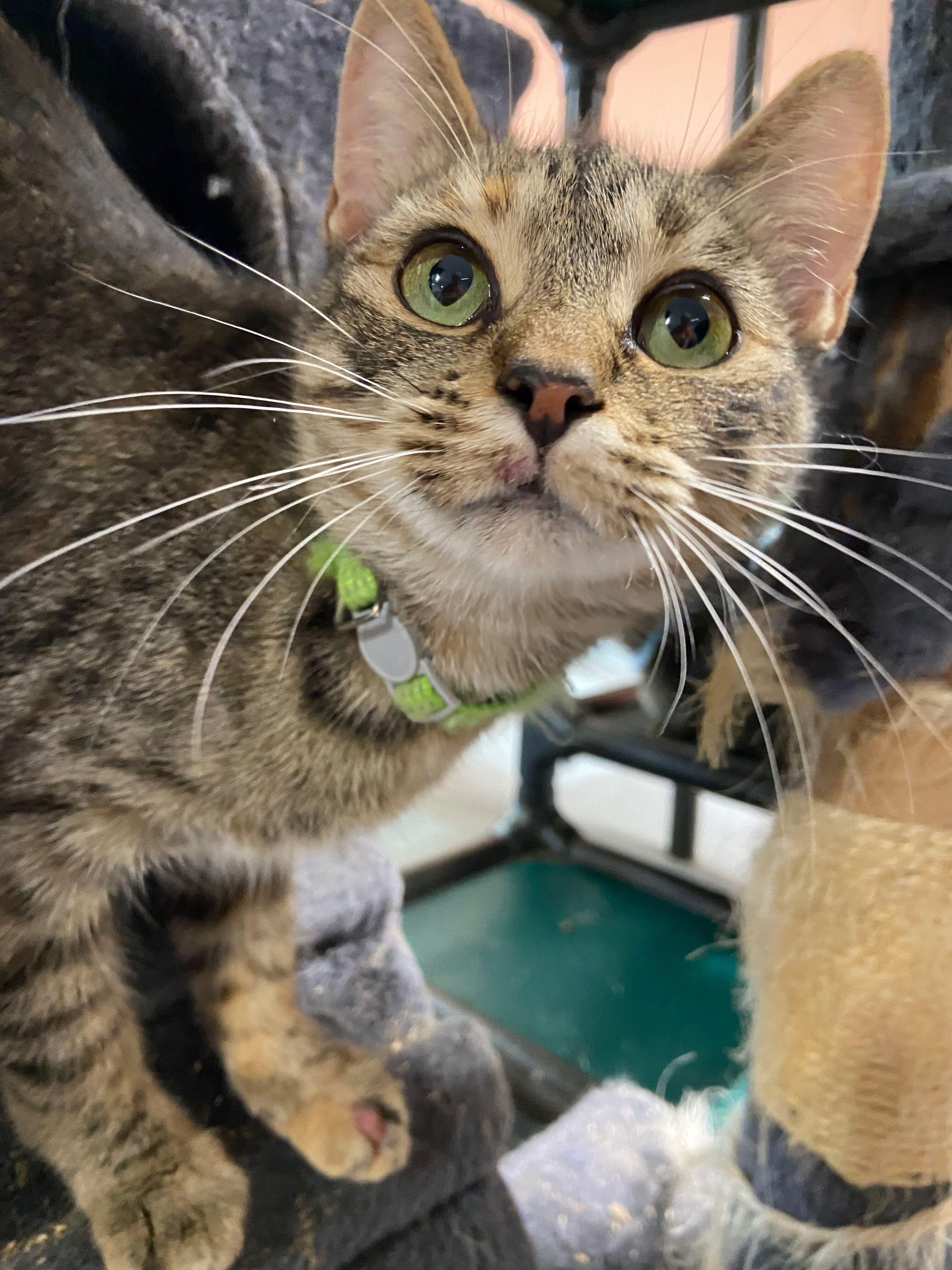 Enlarge TIGGER, a Adoptable Domestic Short Hair in Peru, IN image 2/4