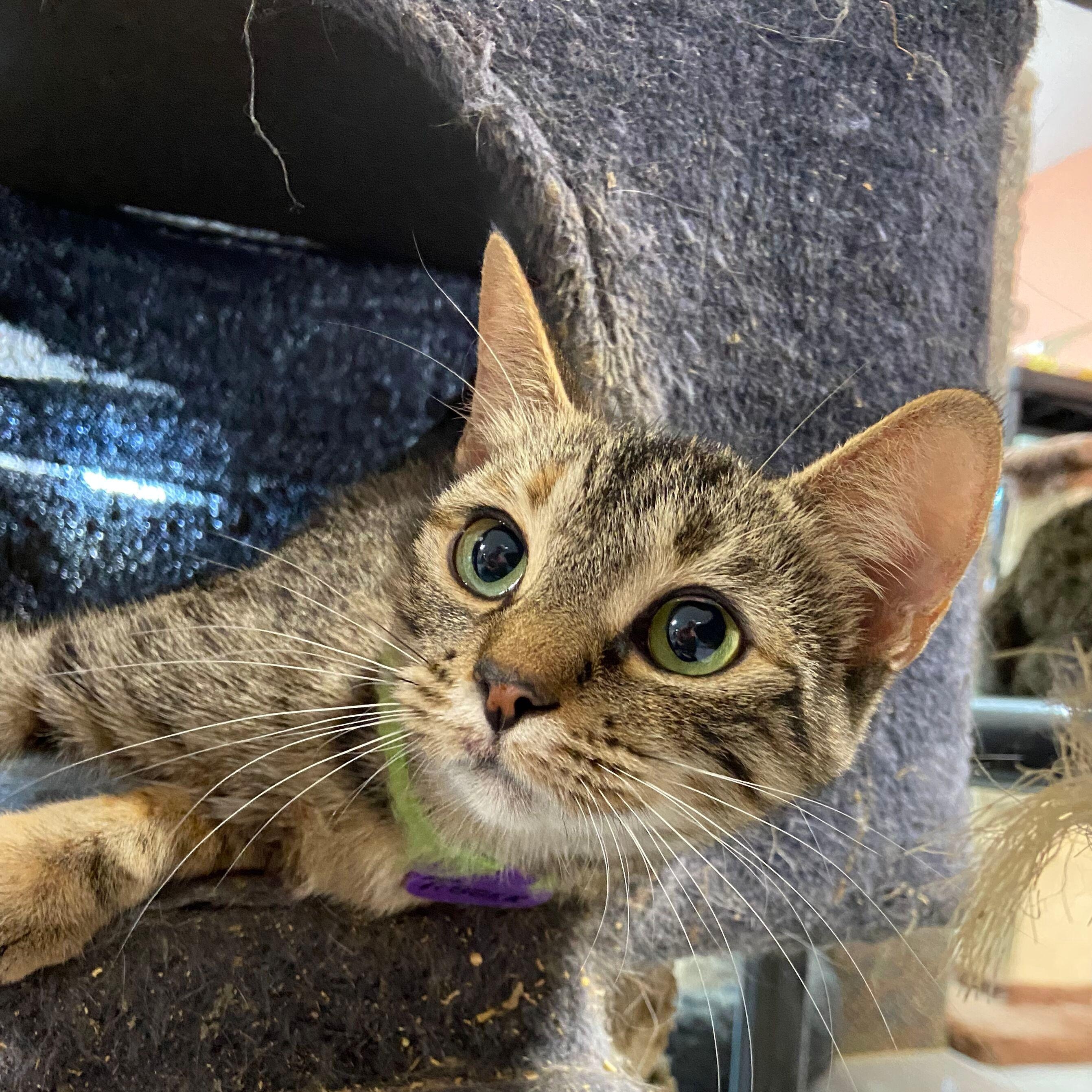 TIGGER, Adoptable, Adult Female Domestic Short Hair.