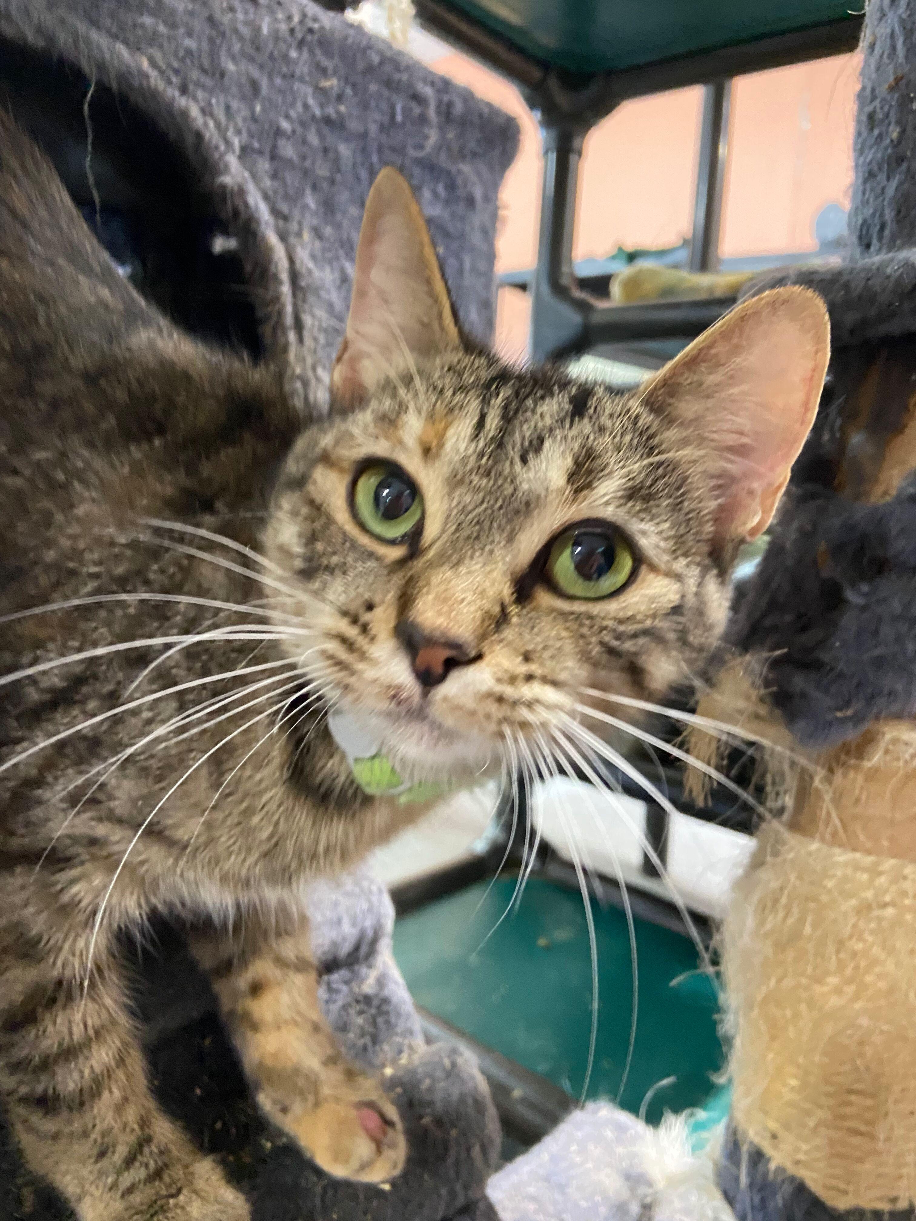 Enlarge TIGGER, a Adoptable Domestic Short Hair in Peru, IN image 3/4