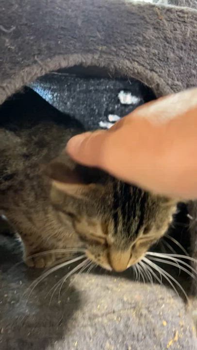 Enlarge TIGGER, a Adoptable Domestic Short Hair in Peru, IN video 4/4