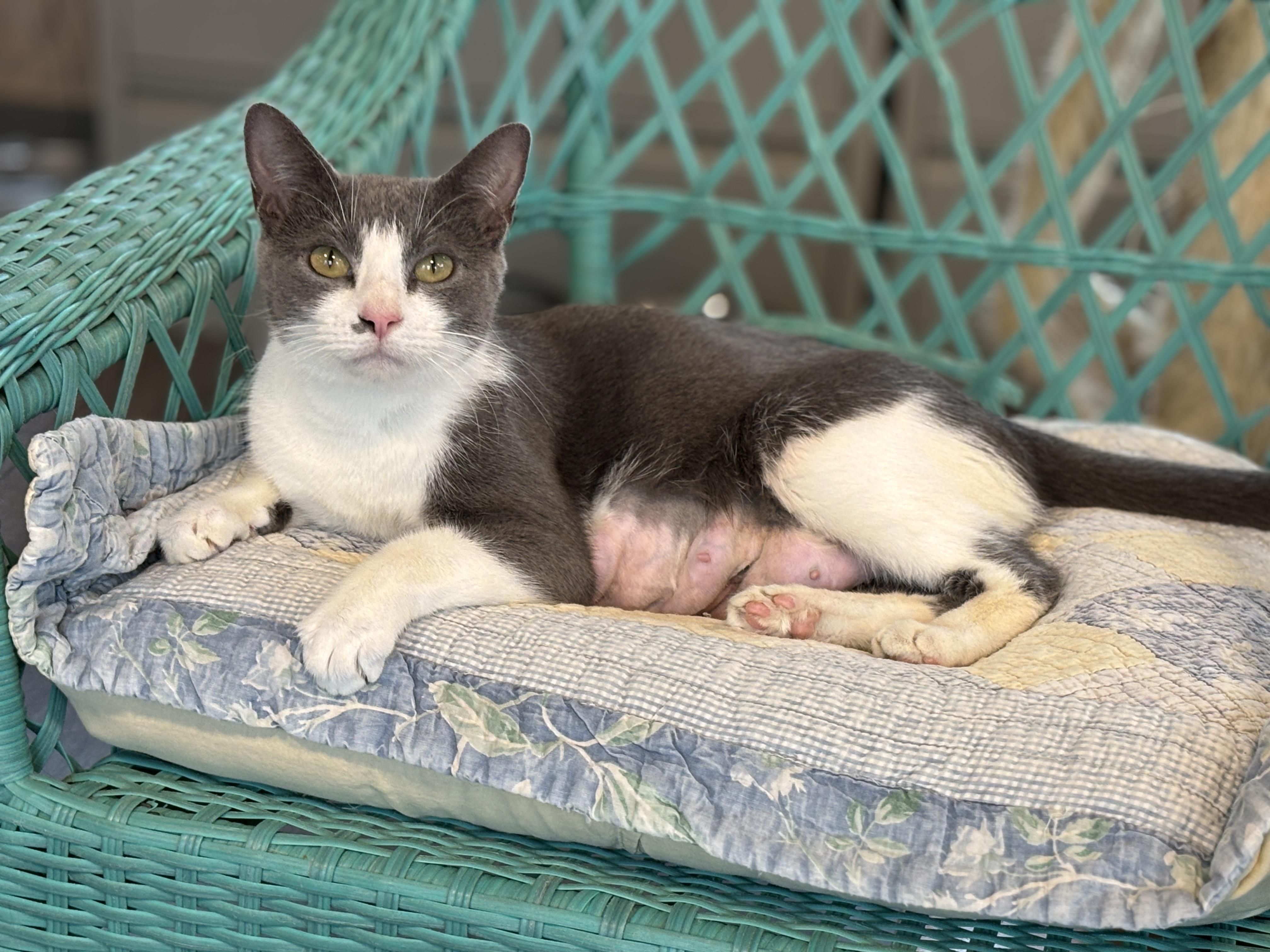 Enlarge Pearl, a ADOPTABLE mixed breed in Vineyard Haven, MA image 1/4