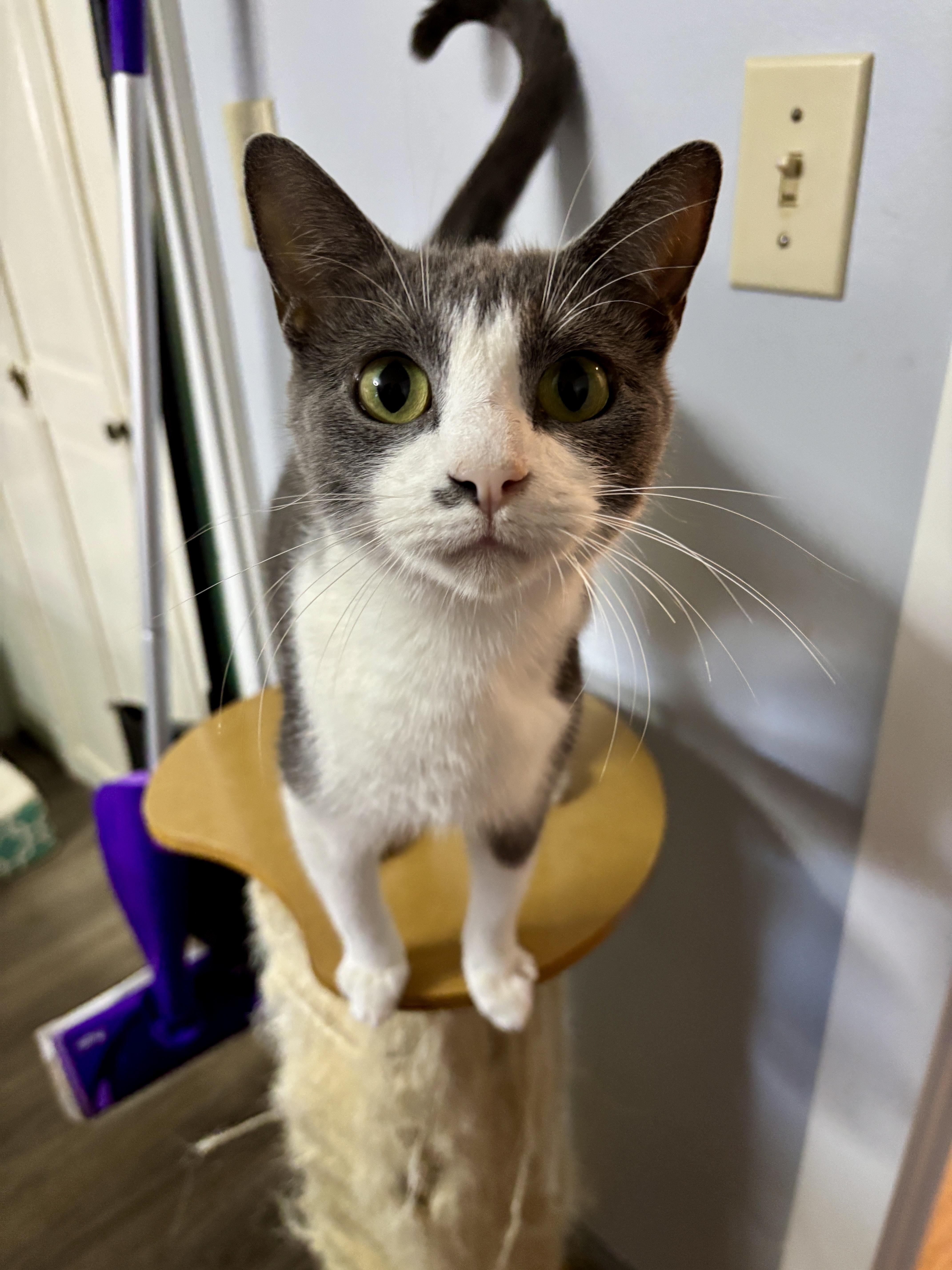 Enlarge Pearl, a ADOPTABLE mixed breed in Vineyard Haven, MA image 2/4