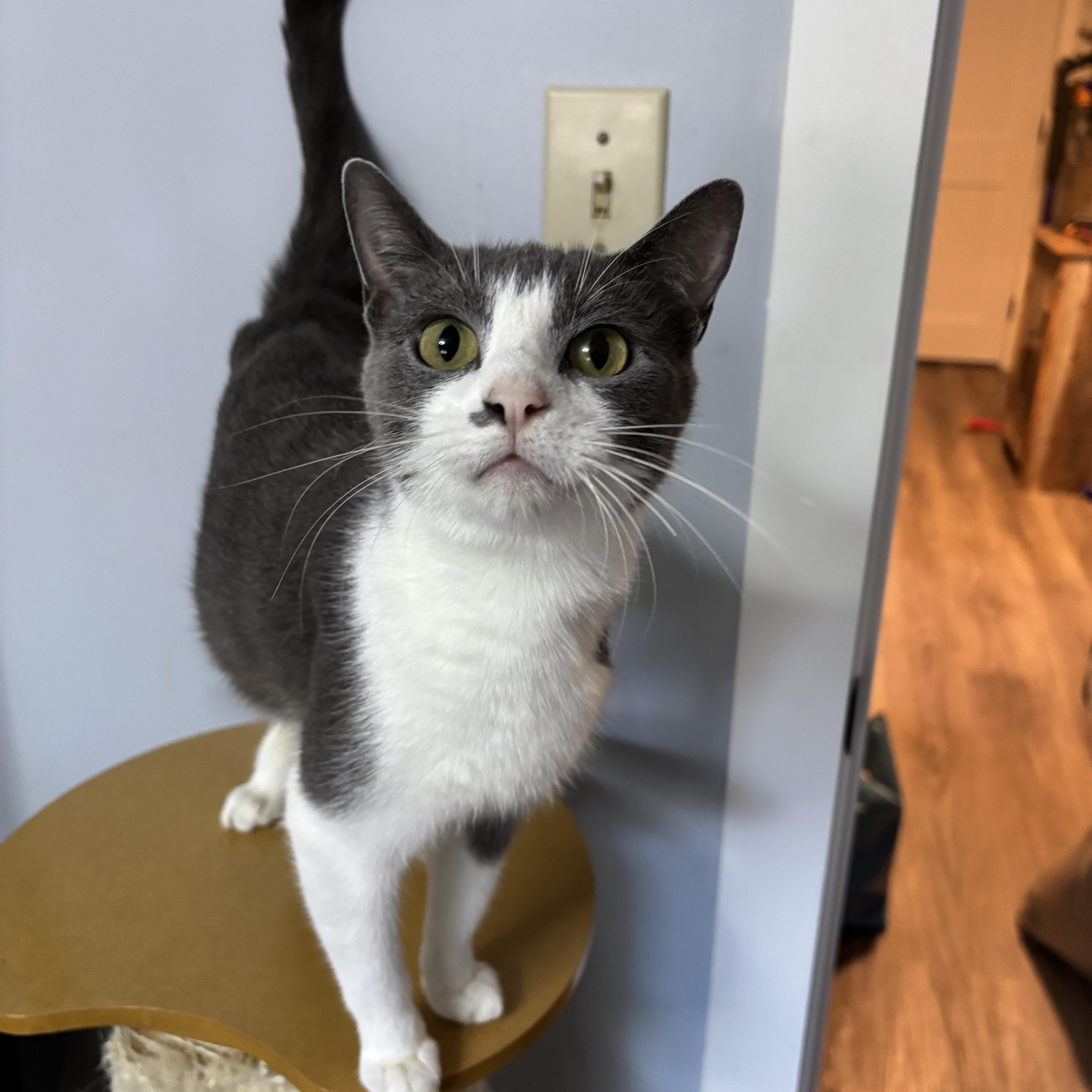 Enlarge Pearl, a ADOPTABLE mixed breed in Vineyard Haven, MA image 3/4