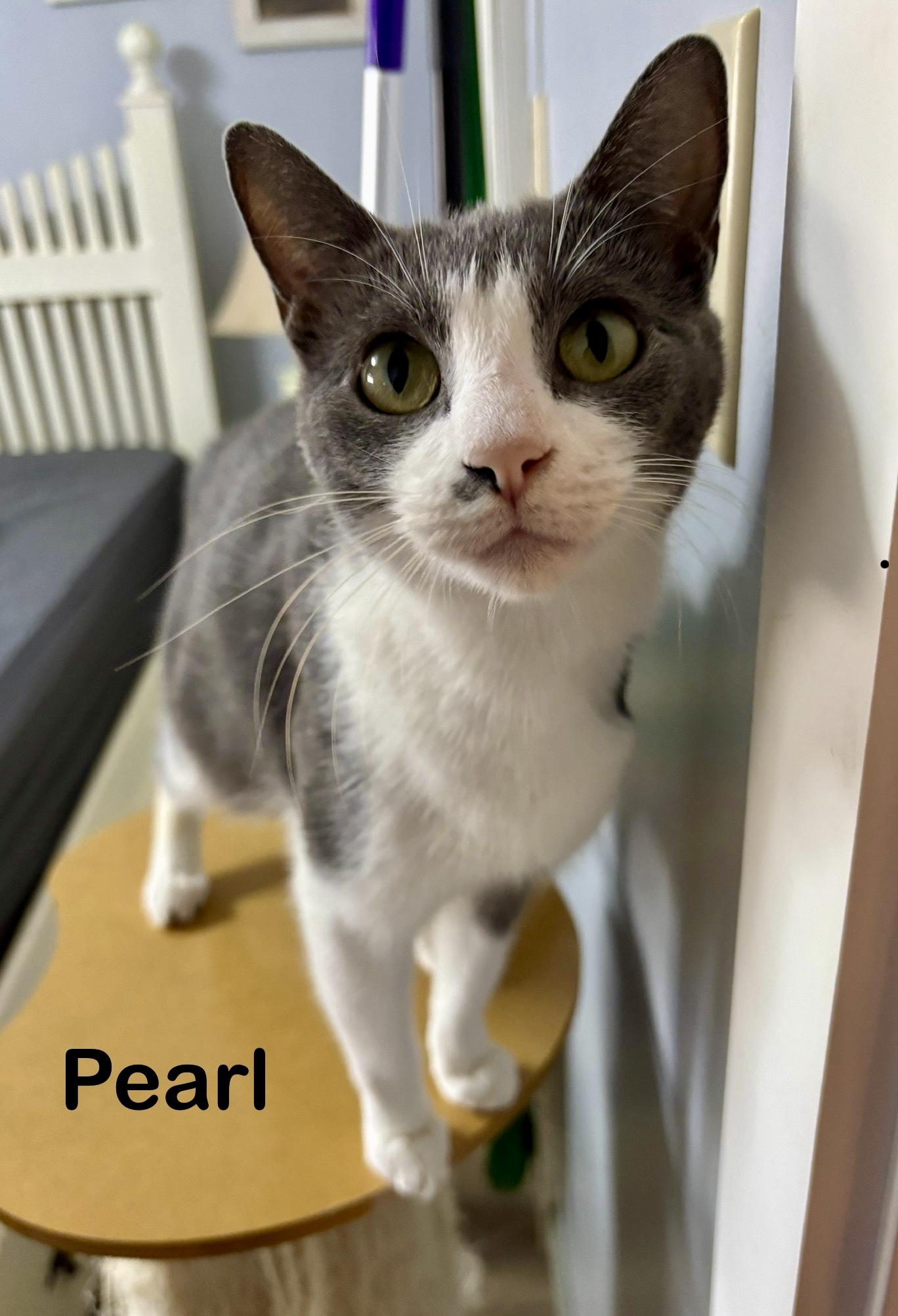 Enlarge Pearl, a ADOPTABLE mixed breed in Vineyard Haven, MA image 4/4